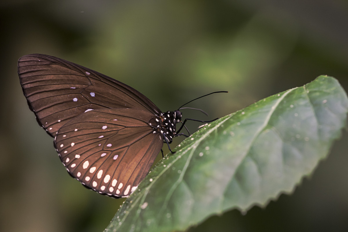 Sigma APO Macro 150mm f/2.8 EX DG HSM sample photo. Euploea modesta photography