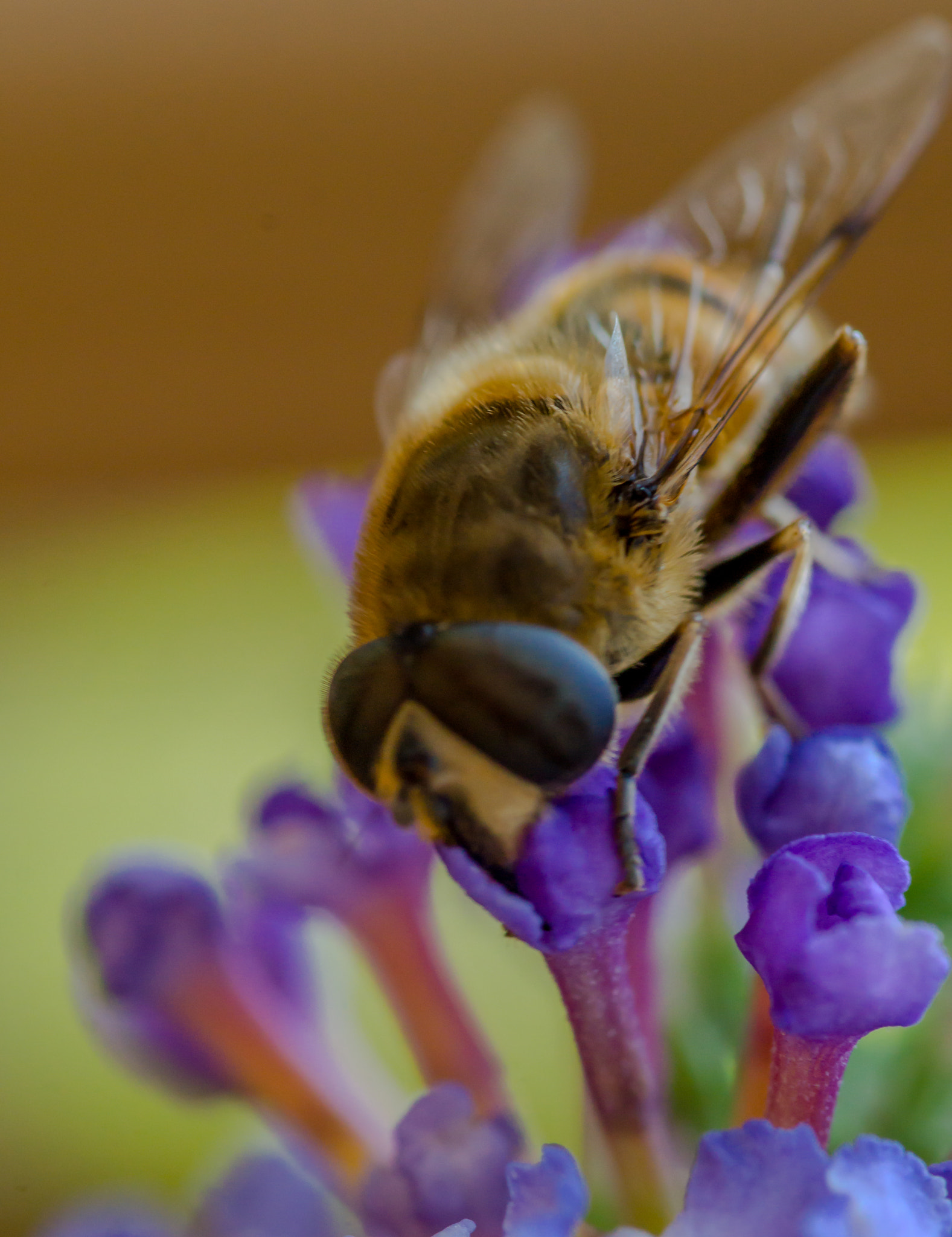 Sony SLT-A58 + 105mm F2.8 sample photo. Blinde bij photography