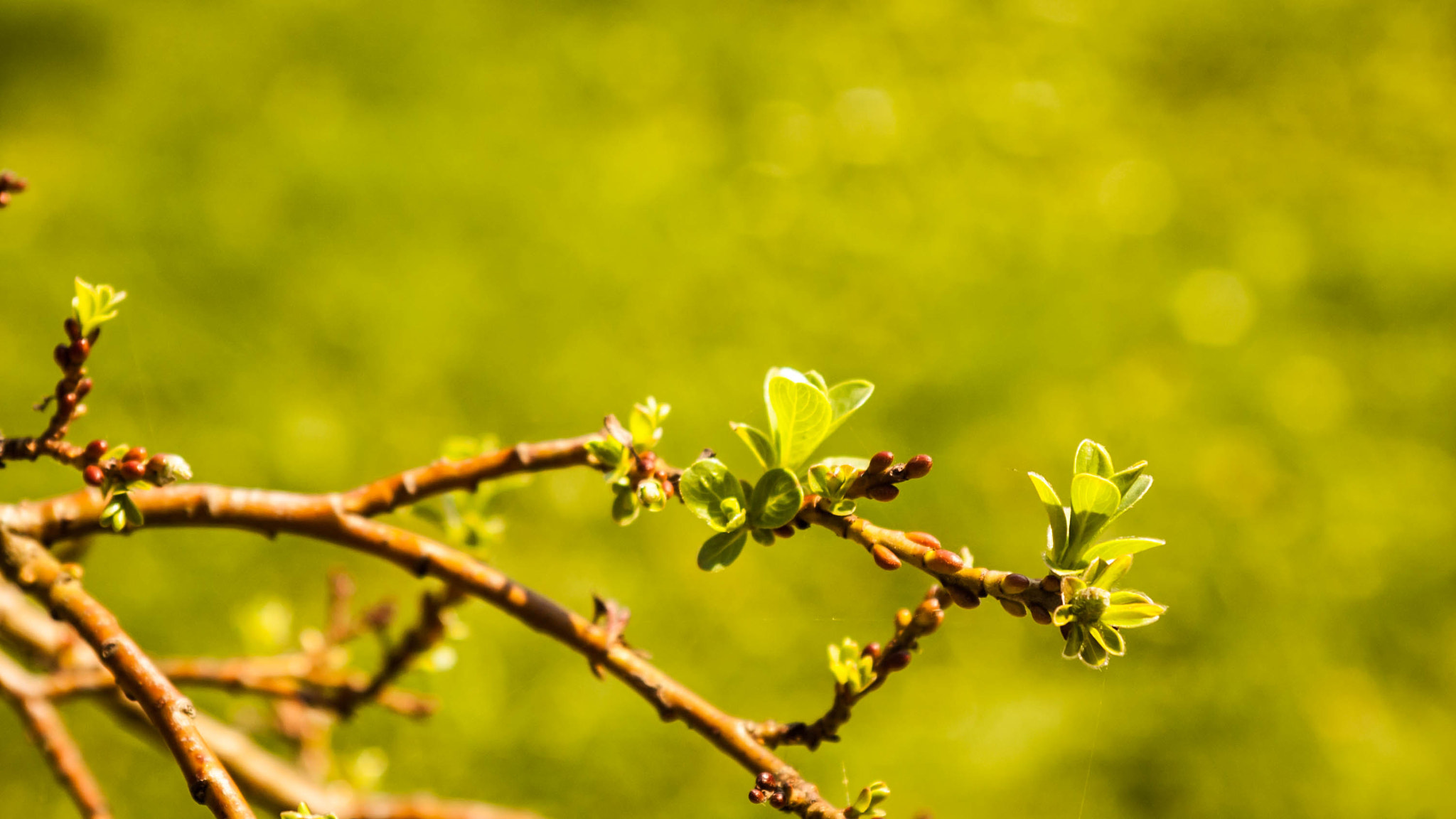 Nikon D50 + Sigma 28-70mm F3.5-4.5 UC sample photo. New life photography