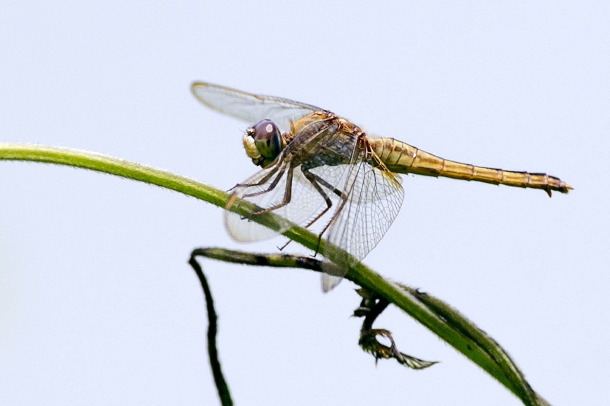 Nikon AF-S Nikkor 300mm F2.8G ED VR II sample photo. Dragonfly photography