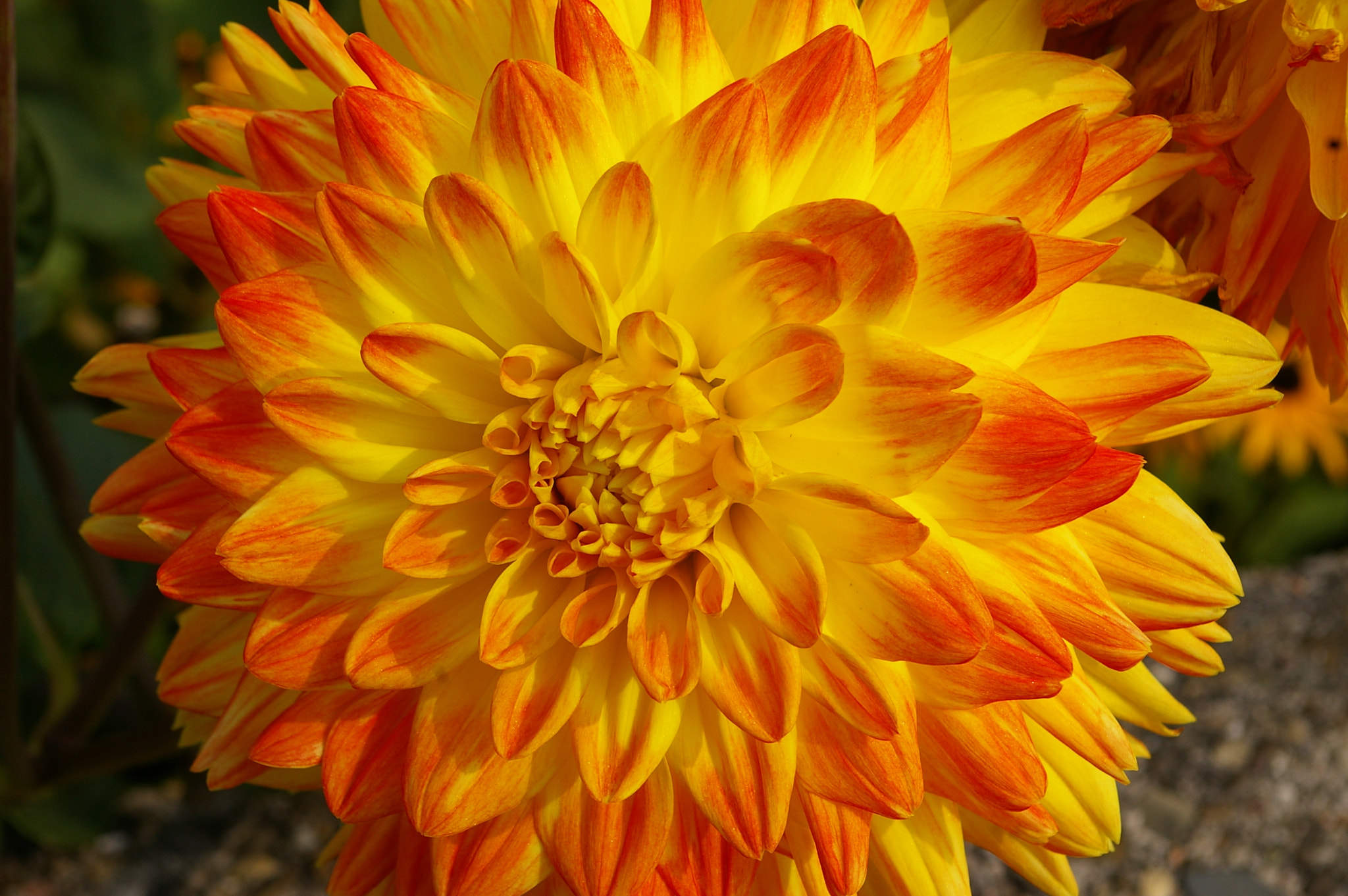 Pentax *ist DL sample photo. Orange-gelbe blüte photography