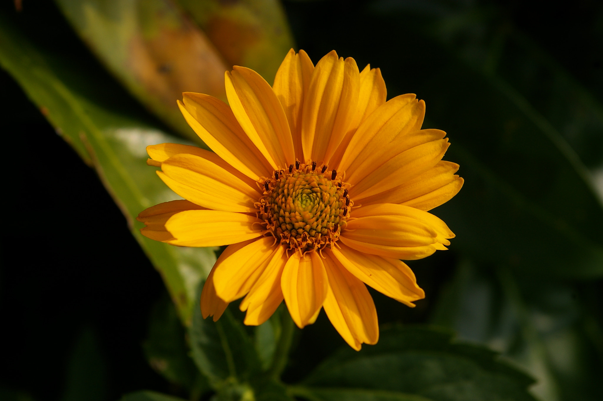 Pentax *ist DL sample photo. Kleine sonnenblume photography