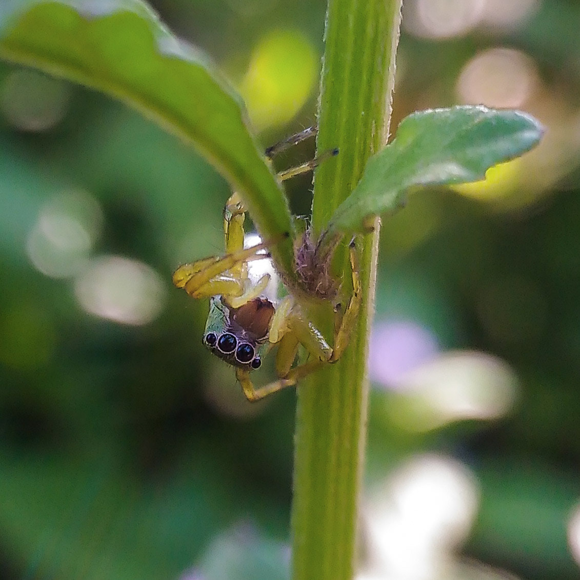ASUS ZenFone 2 Laser (ZE500KL) sample photo