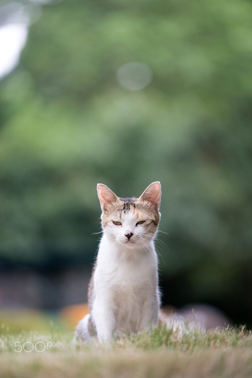 Tamron SP 70-200mm F2.8 Di VC USD sample photo. 藐视一切 photography