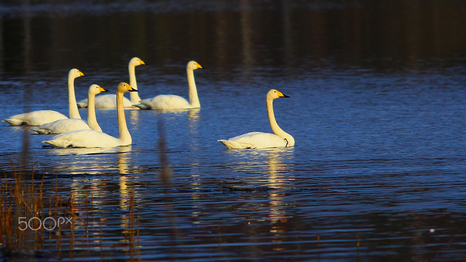 Canon EOS-1D Mark IV sample photo. Whooper photography