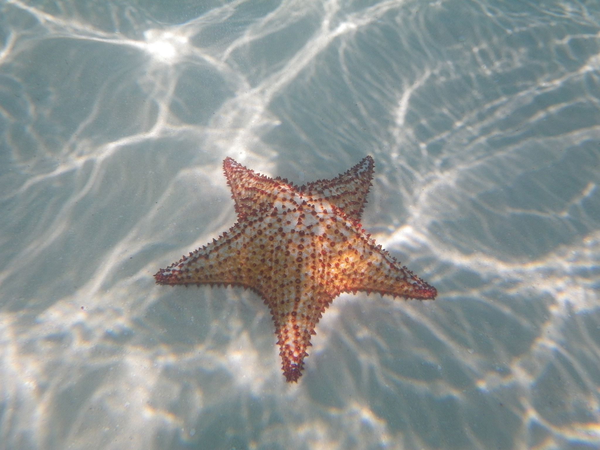 Pentax Optio W90 sample photo. Underwater  photography