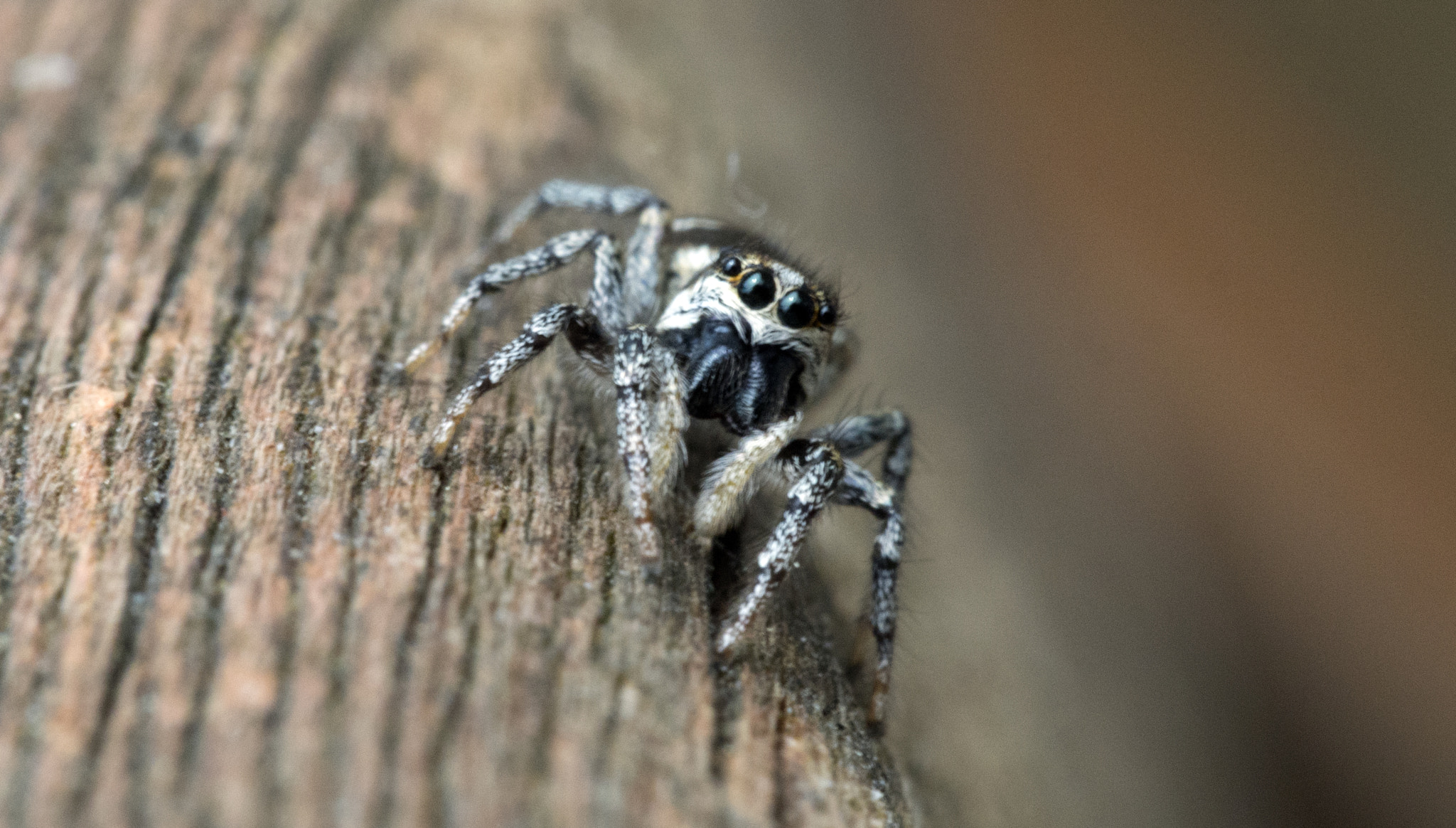 Olympus PEN E-PM2 sample photo. Little zebra jumping spider  photography