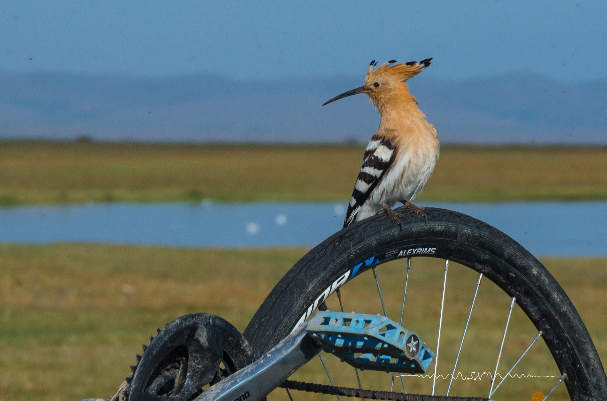 Pentax K-5 IIs sample photo. Hoopoe bird photography