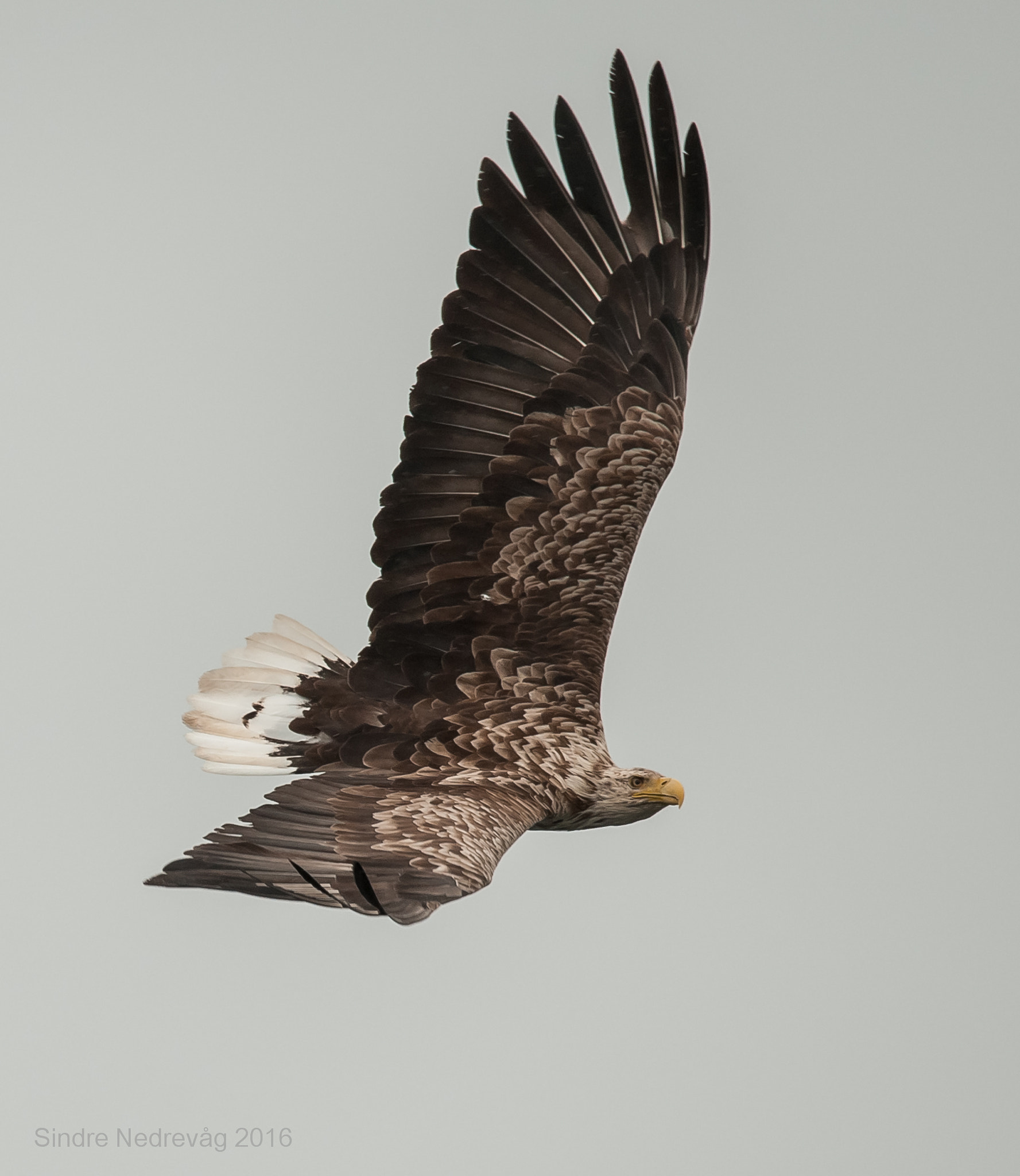 Nikon D700 + Sigma 150-500mm F5-6.3 DG OS HSM sample photo. White-tailed sea eagle`s wing photography