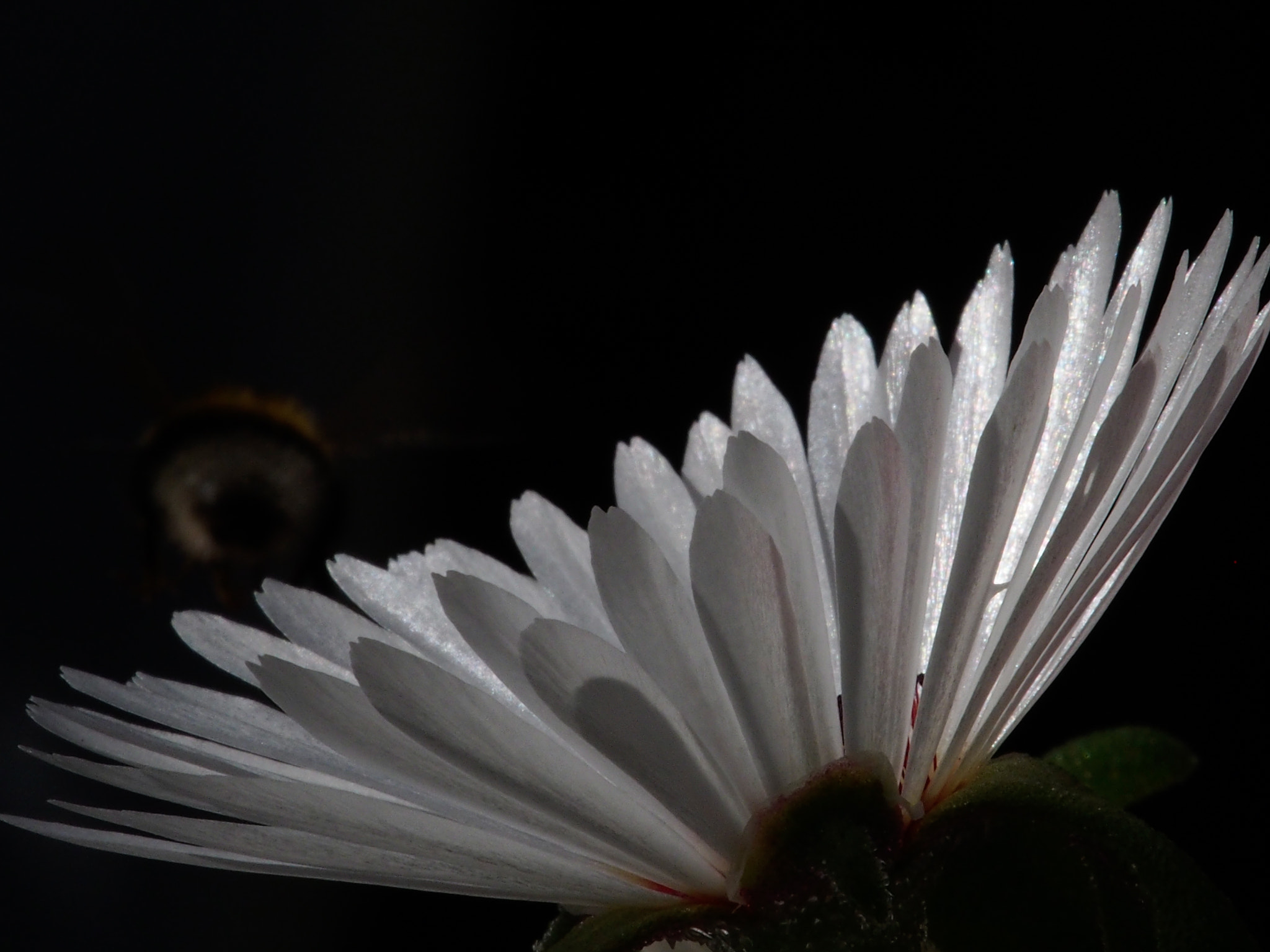 Olympus OM-D E-M5 + Olympus M.Zuiko Digital ED 40-150mm F2.8 Pro sample photo. Sun in flower,,,, and bee photography