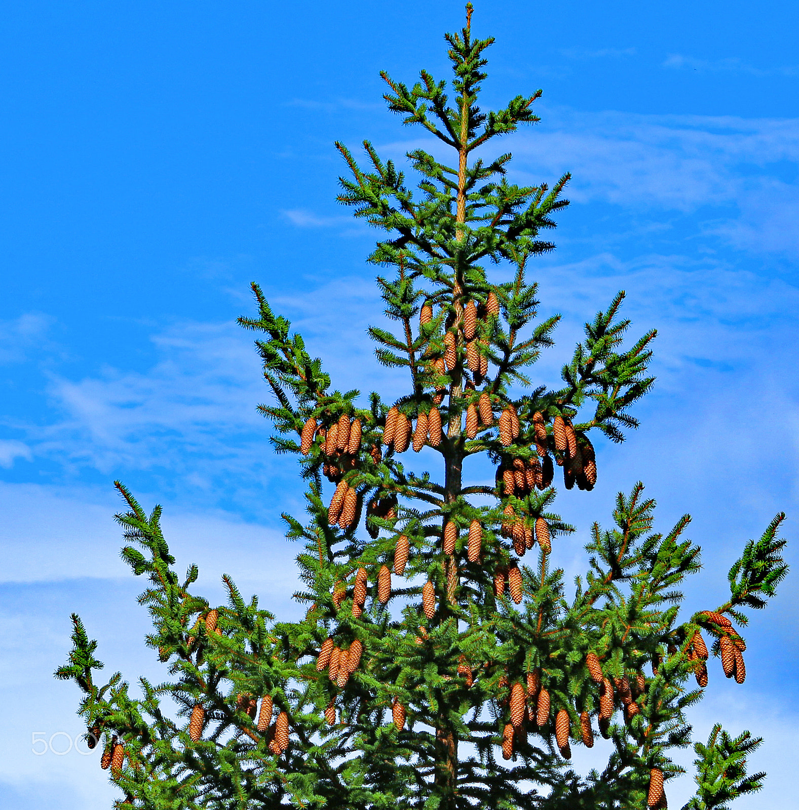 Canon EF 28-135mm F3.5-5.6 IS USM sample photo. A bit of christmas spirit in the middle of august photography