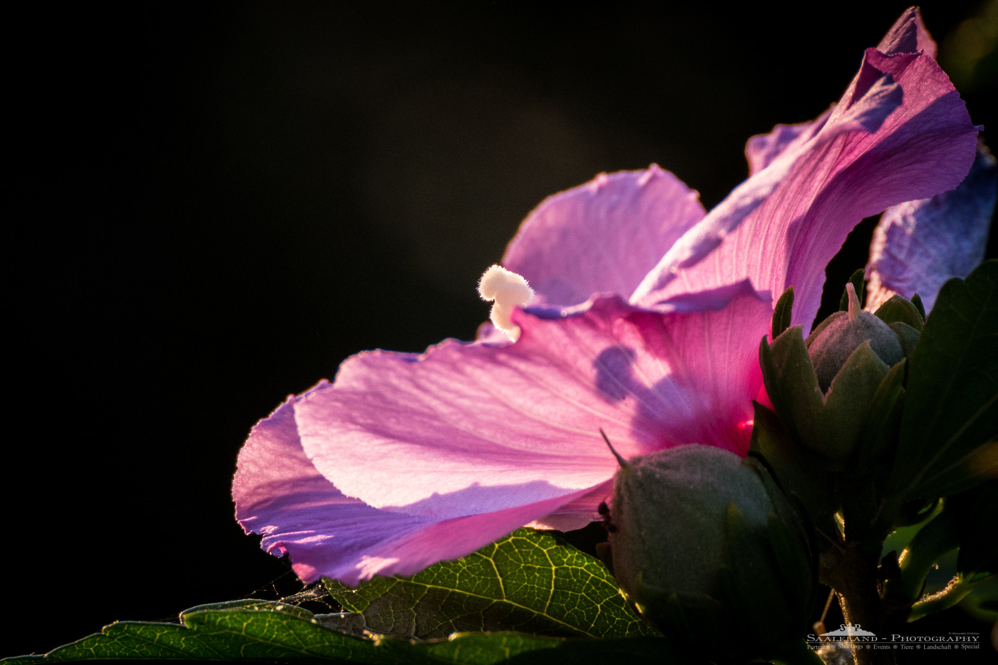 Tamron SP 35mm F1.8 Di VC USD sample photo. Hibiscus blossom photography