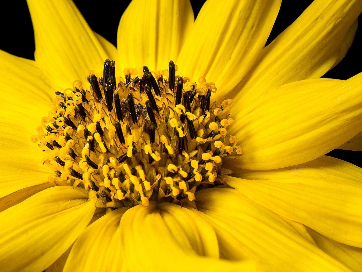 Panasonic Leica DG Macro-Elmarit 45mm F2.8 ASPH OIS sample photo. Nbgw #11 - briger melyn photography