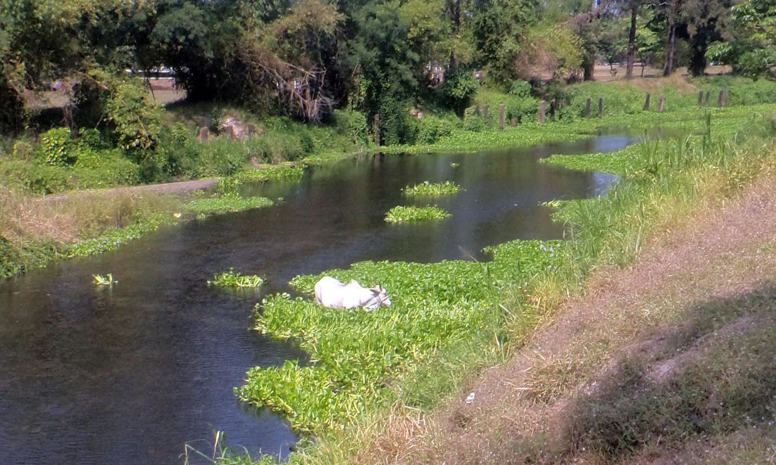 Sony Cyber-shot DSC-TF1 sample photo. River cattle photography