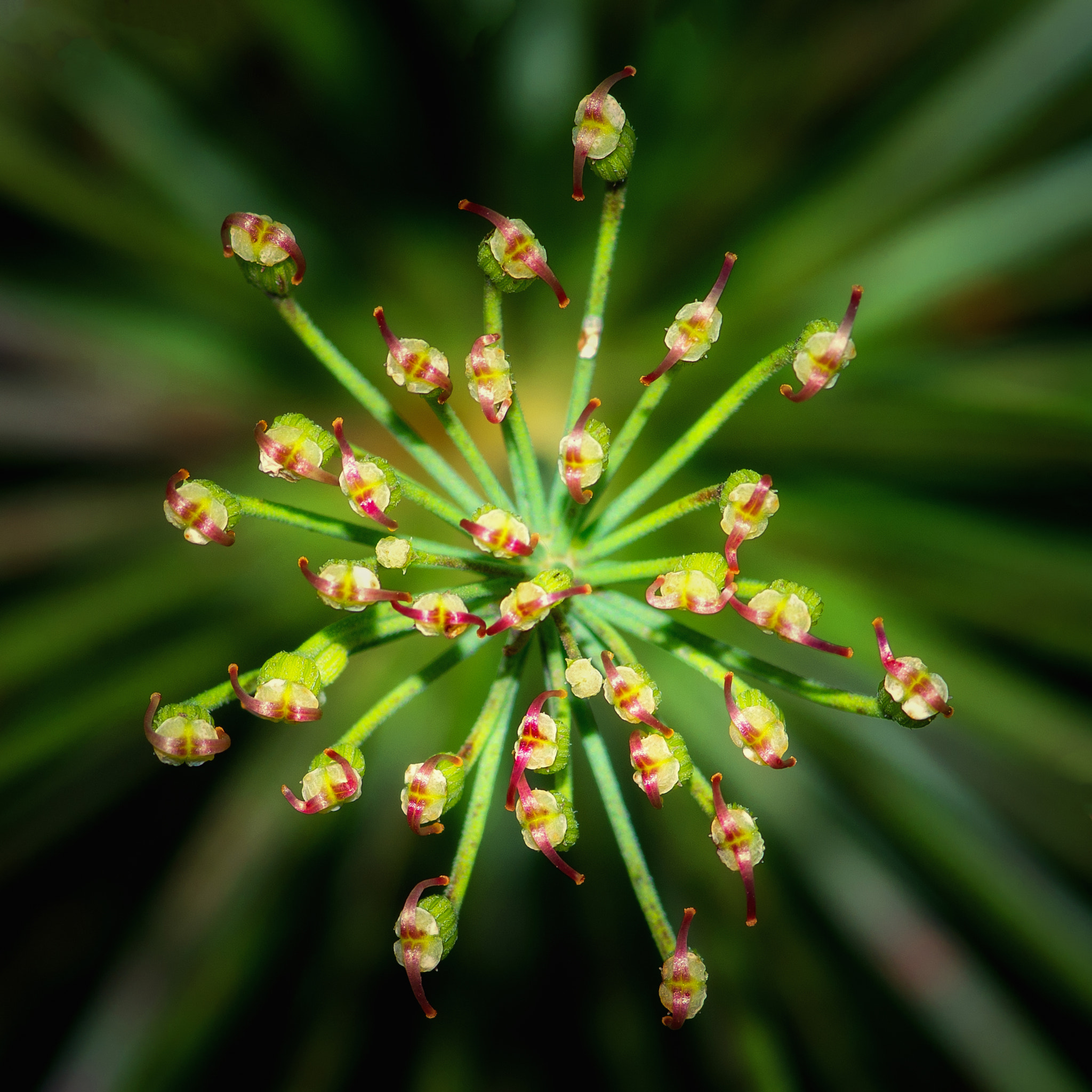 Pentax smc D-FA 100mm F2.8 Macro WR sample photo. Star photography