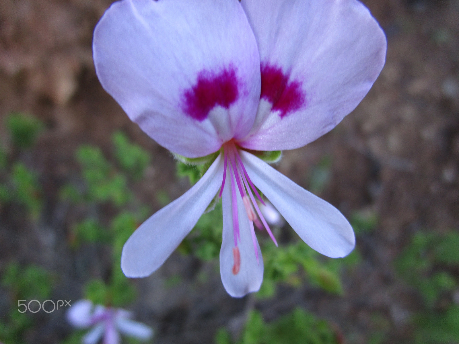 Canon PowerShot ELPH 190 IS (IXUS 180 / IXY 190) sample photo. Img photography