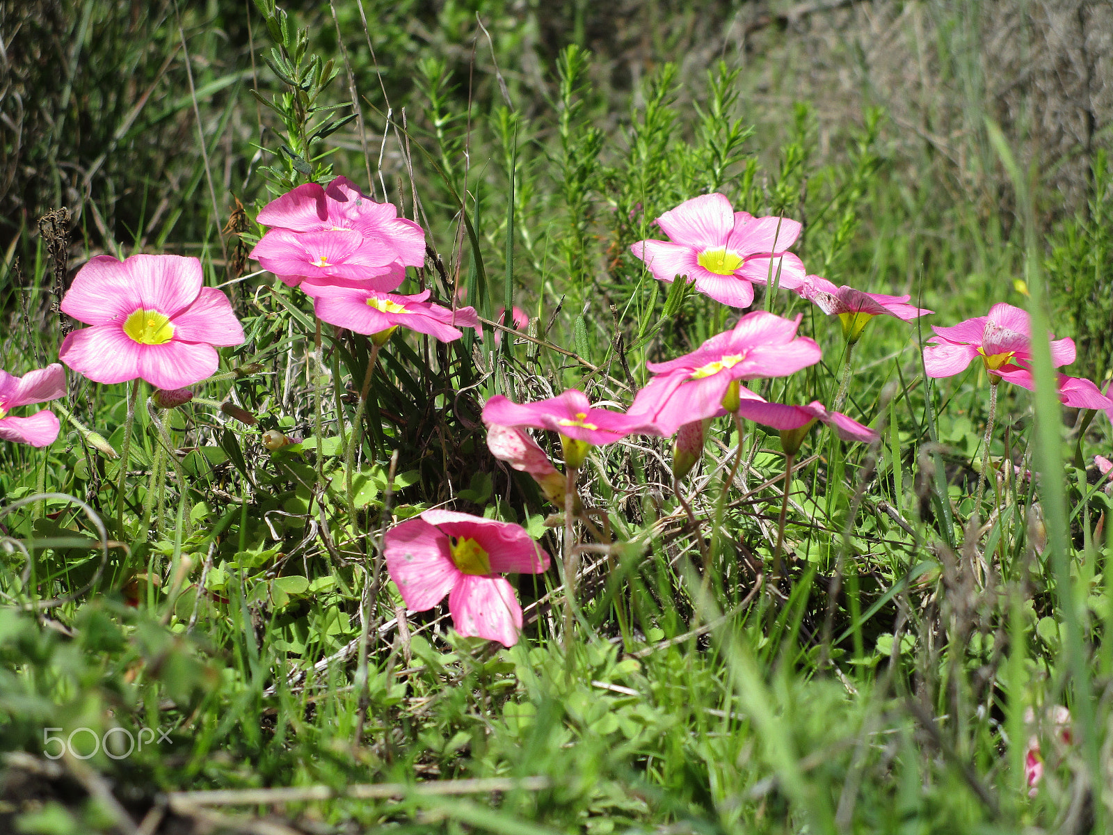 Canon PowerShot ELPH 190 IS (IXUS 180 / IXY 190) sample photo. Img photography