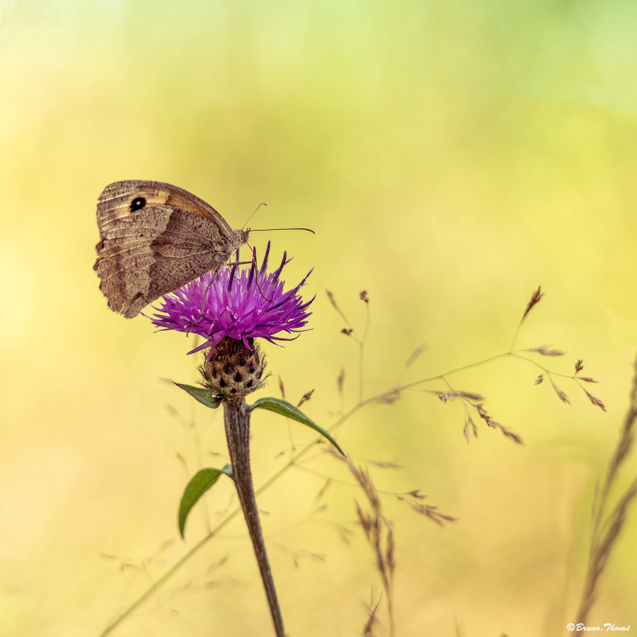 Pentax K-1 sample photo. Butterfly photography