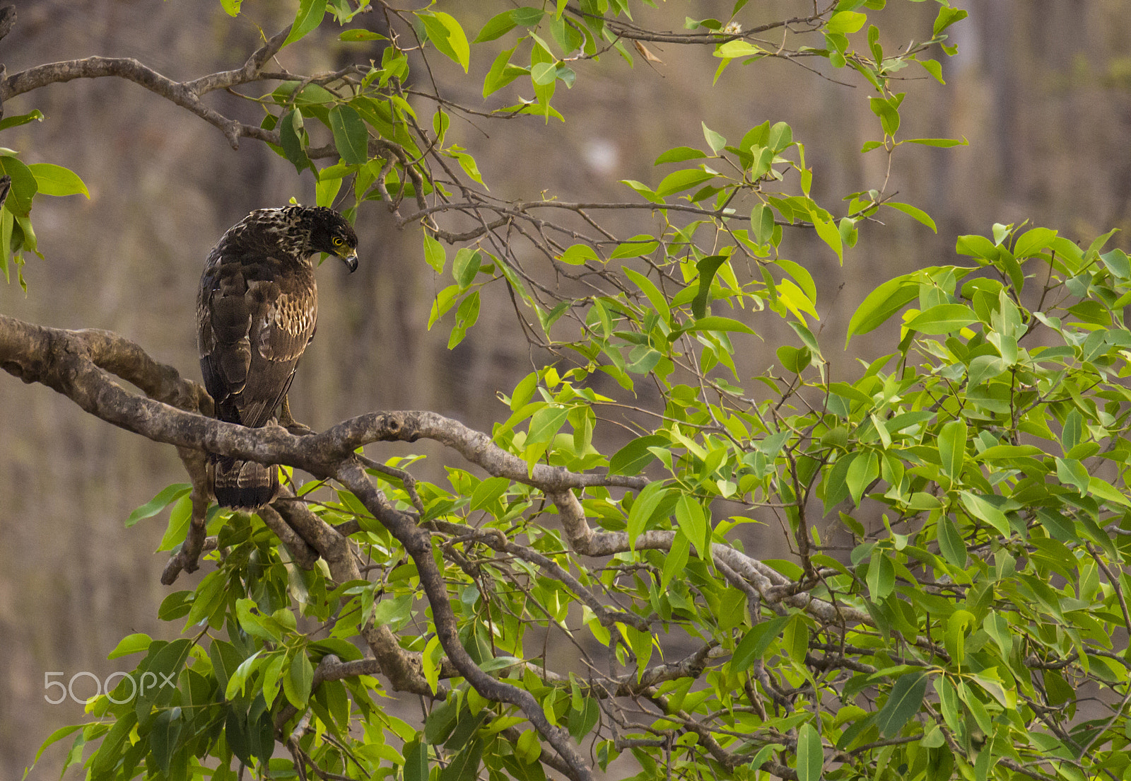 Canon EOS 60D + Canon EF 100-400mm F4.5-5.6L IS II USM sample photo. Crested serpent eagle photography