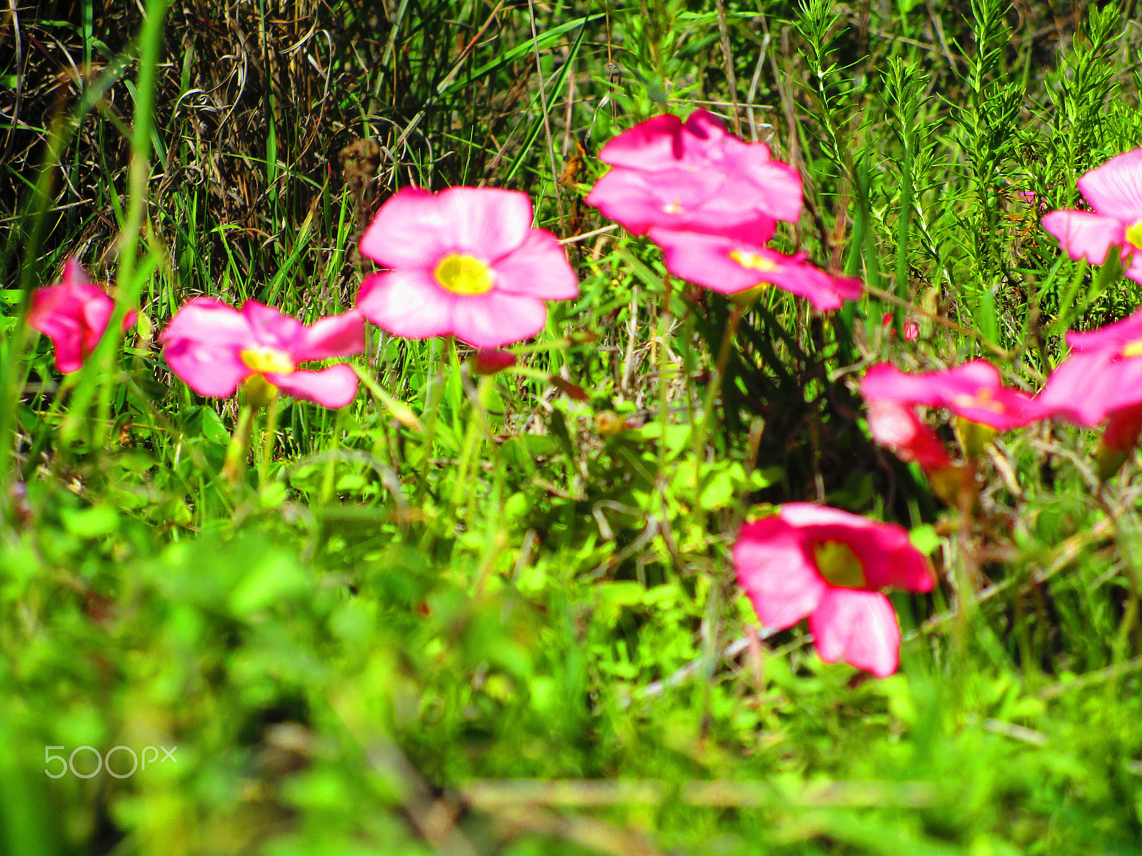 Canon PowerShot ELPH 190 IS (IXUS 180 / IXY 190) sample photo. Img photography