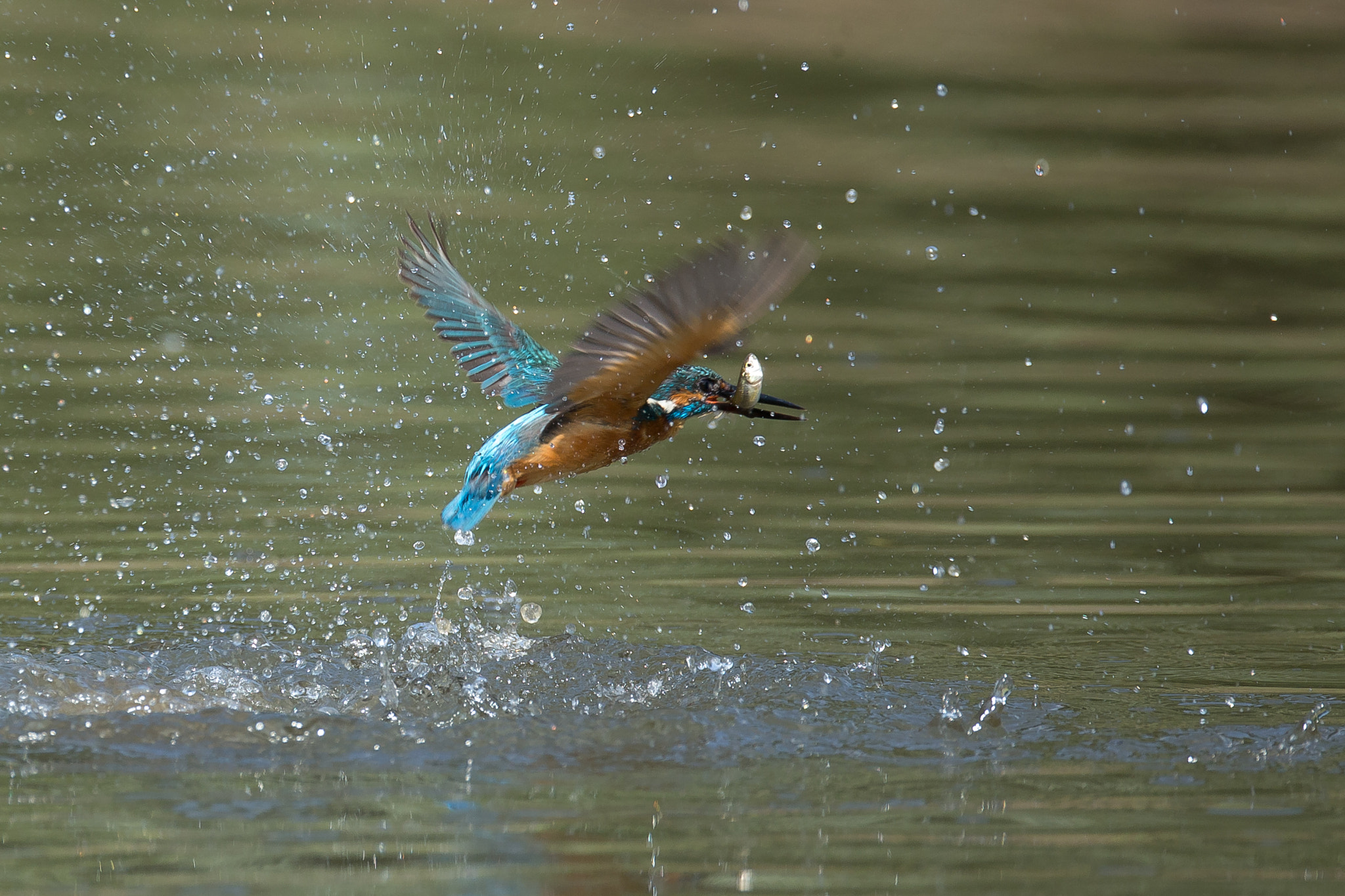 Canon EF 800mm F5.6L IS USM sample photo. 翡翠の離水 photography