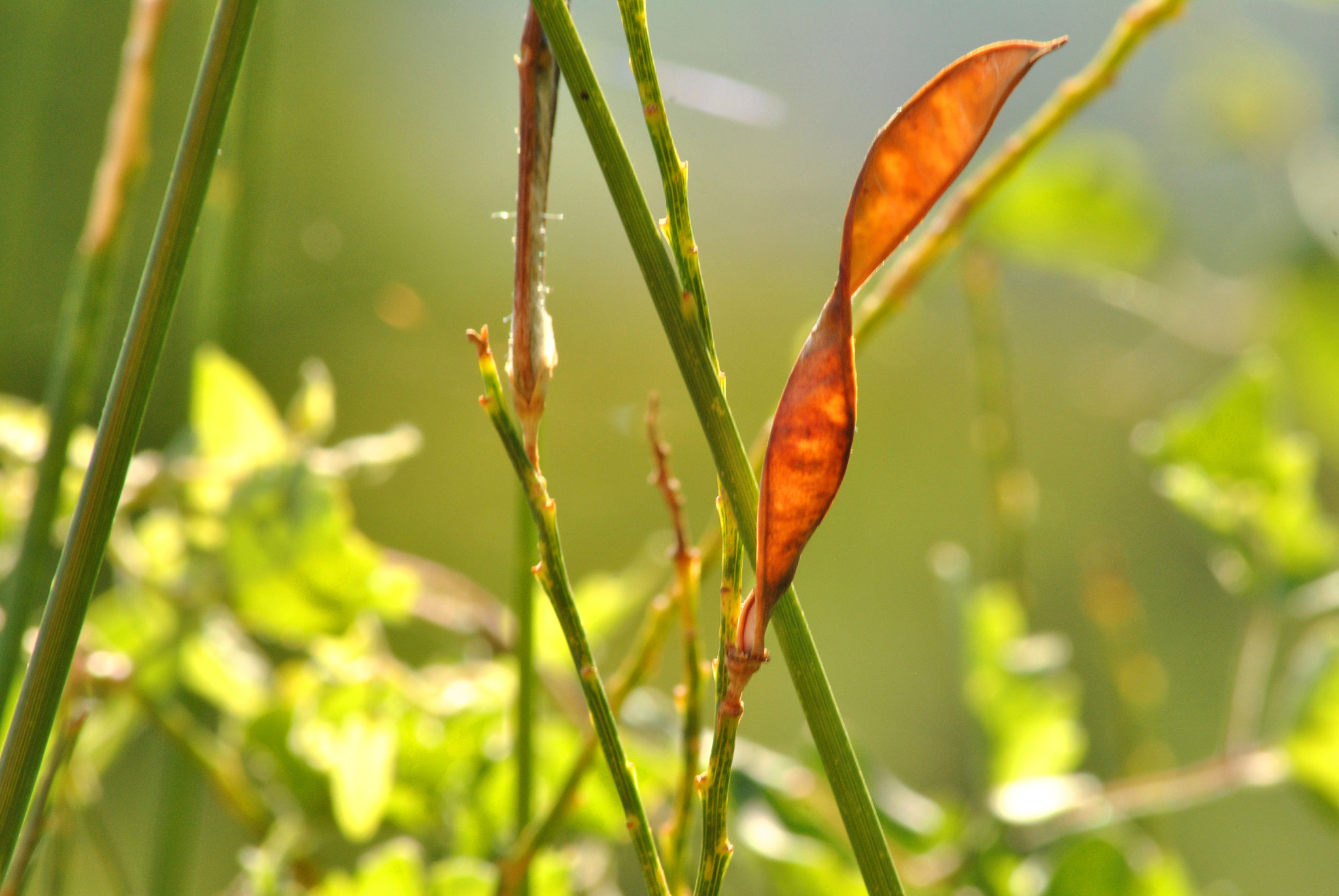 Nikon D3000 sample photo. Standing alone in the sun photography