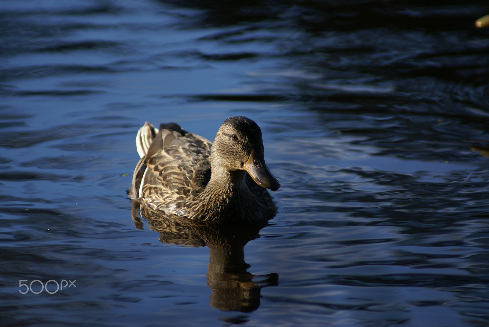 Sony 75-300mm F4.5-5.6 sample photo. Mallard photography