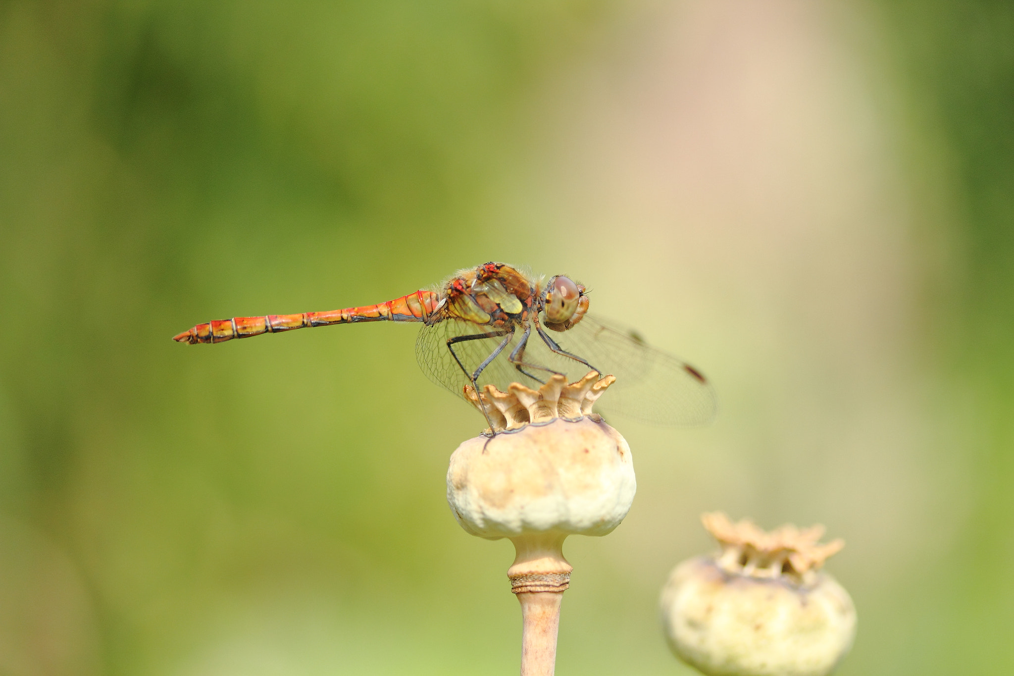 Canon EF-S 60mm F2.8 Macro USM sample photo. Dragonfly photography
