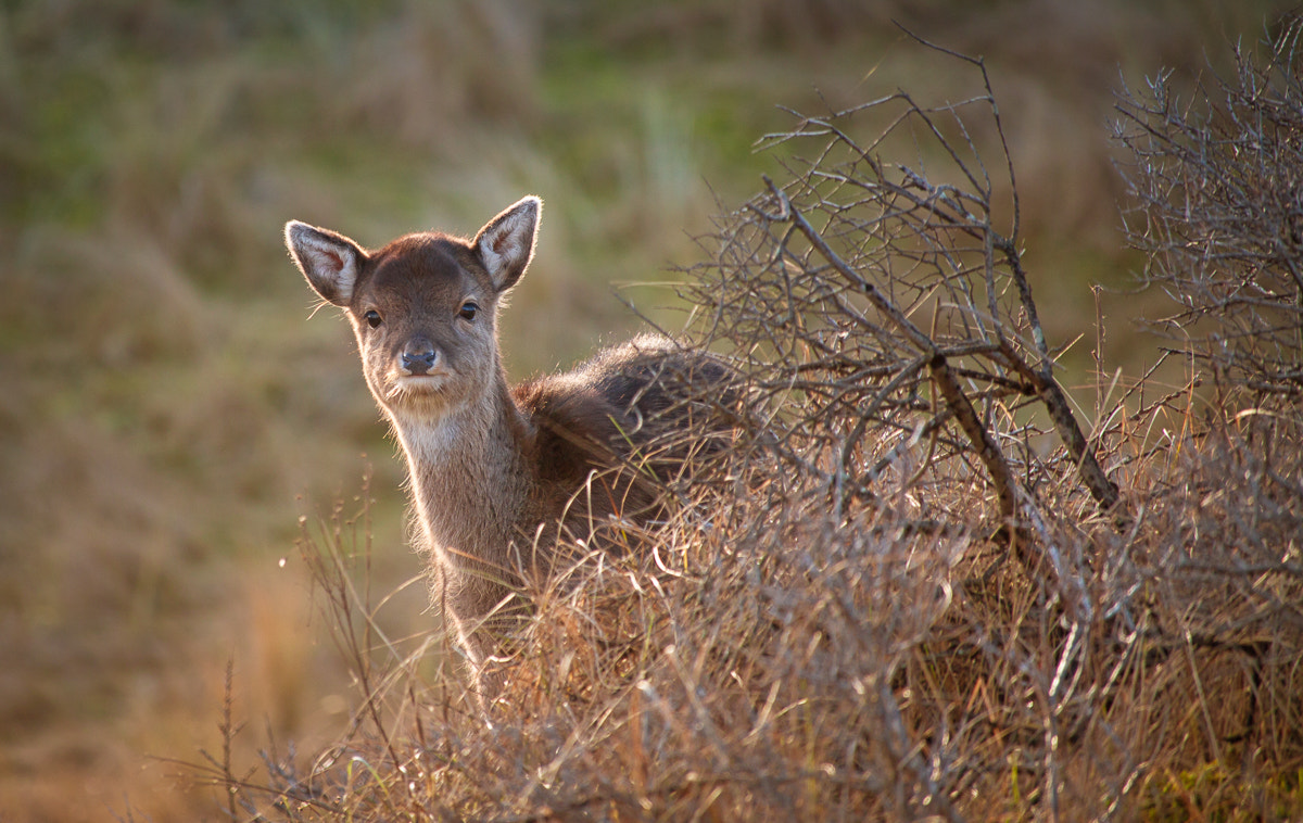 Canon EF-S 55-250mm F4-5.6 IS STM sample photo. Peeking young deer photography