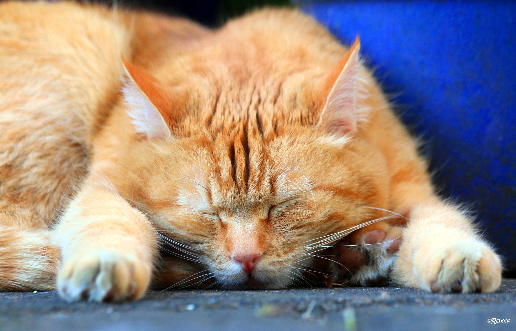 Canon EF 70-300mm F4-5.6 IS USM sample photo. My sleeping darling photography