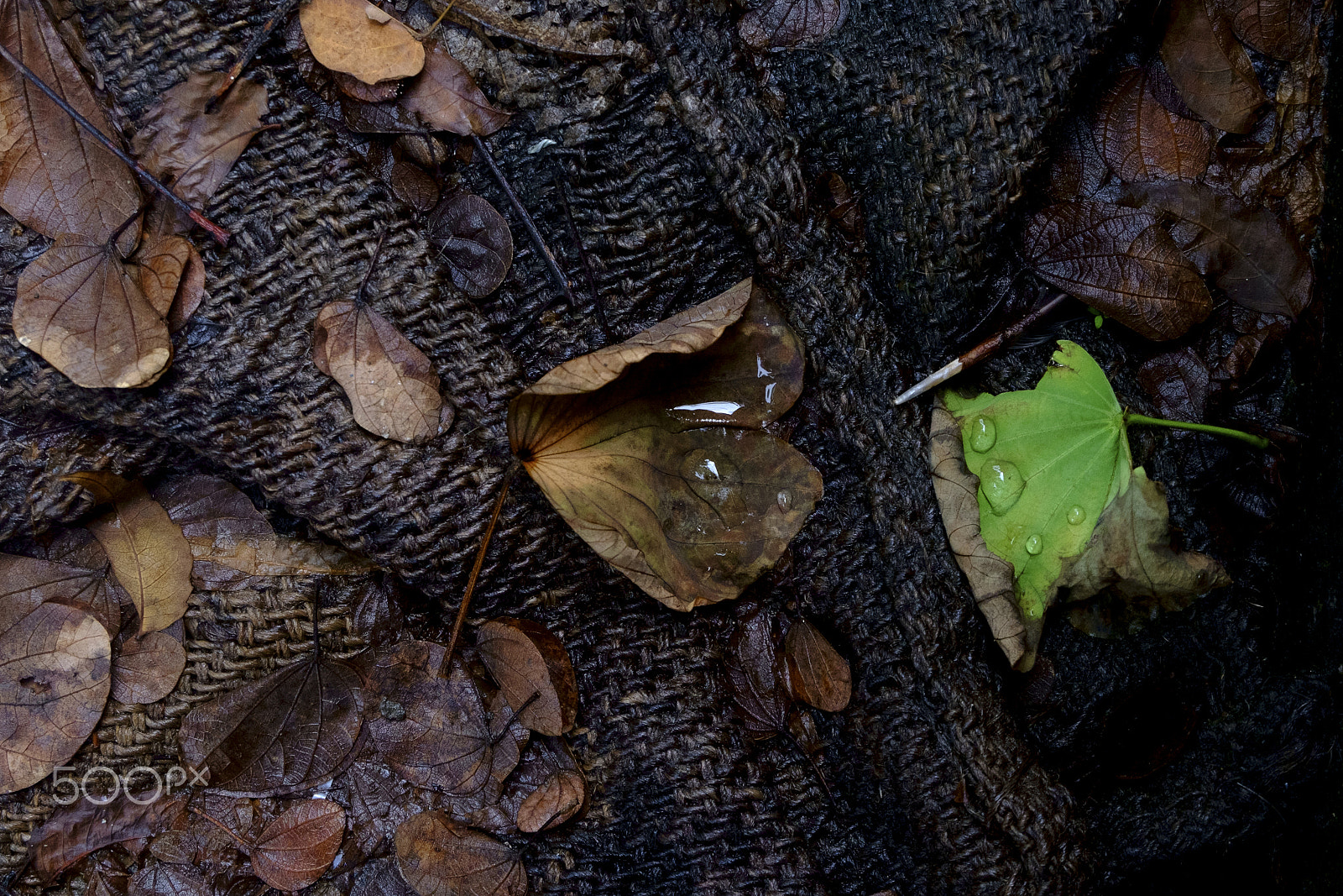 Fujifilm XC 16-50mm F3.5-5.6 OIS II sample photo. After the rain. photography