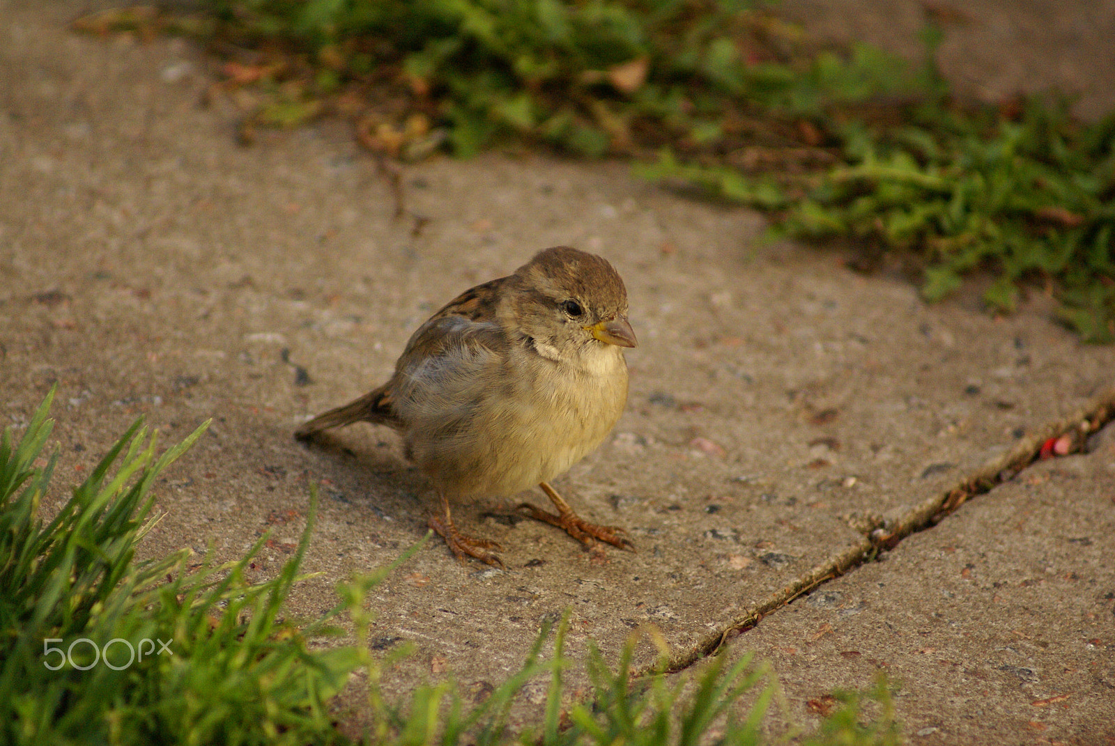 Sony Alpha DSLR-A100 sample photo. Tree sparrow son photography
