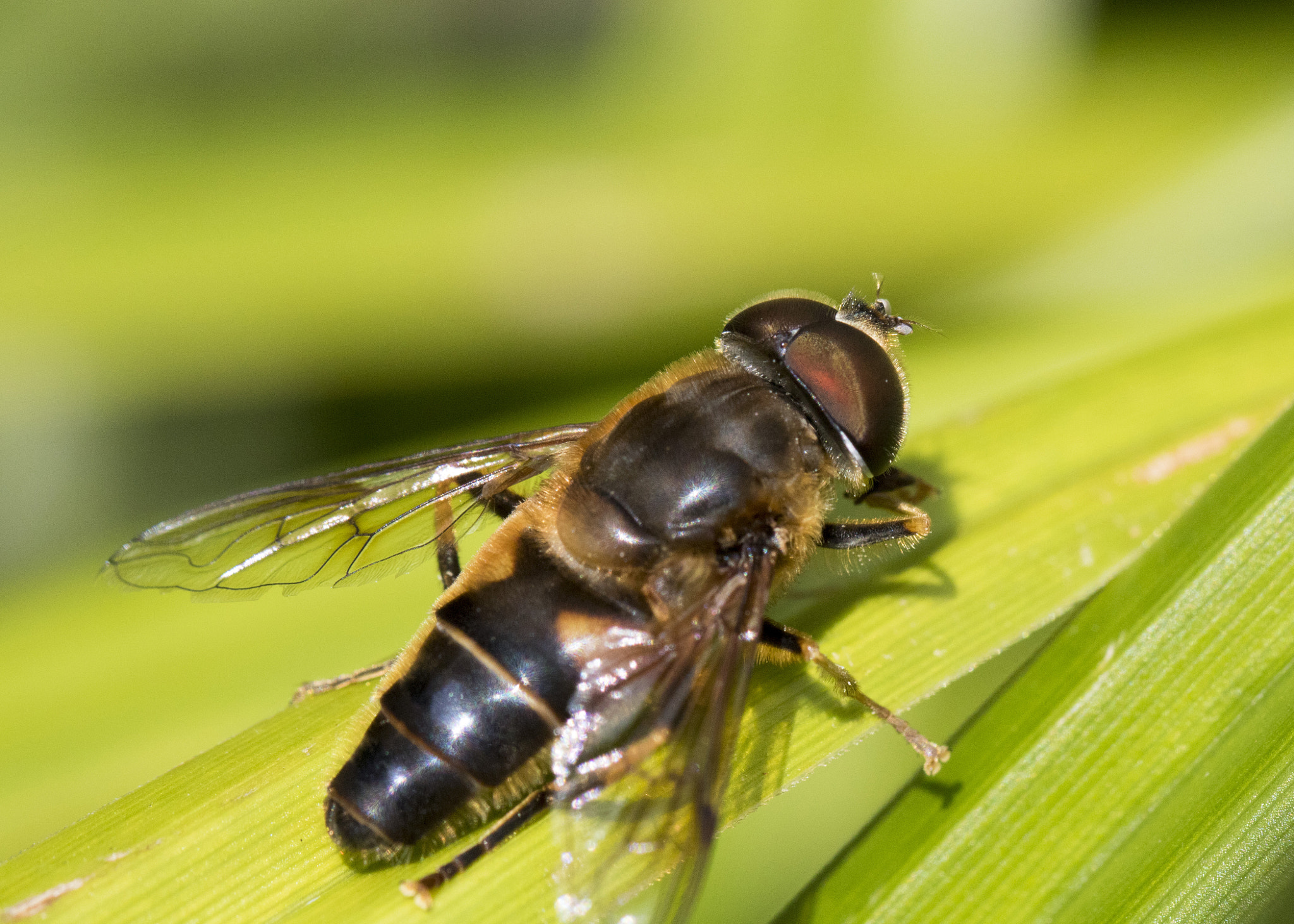 Canon EOS 750D (EOS Rebel T6i / EOS Kiss X8i) + Canon EF 100mm F2.8L Macro IS USM sample photo. Hoverfly photography