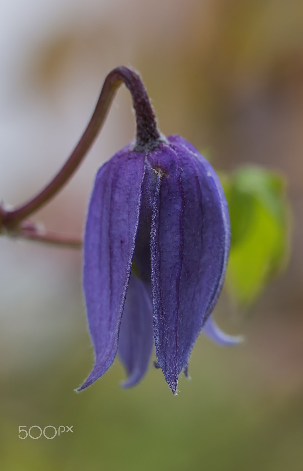 Canon EF 100mm F2.8L Macro IS USM sample photo. Purple flower photography
