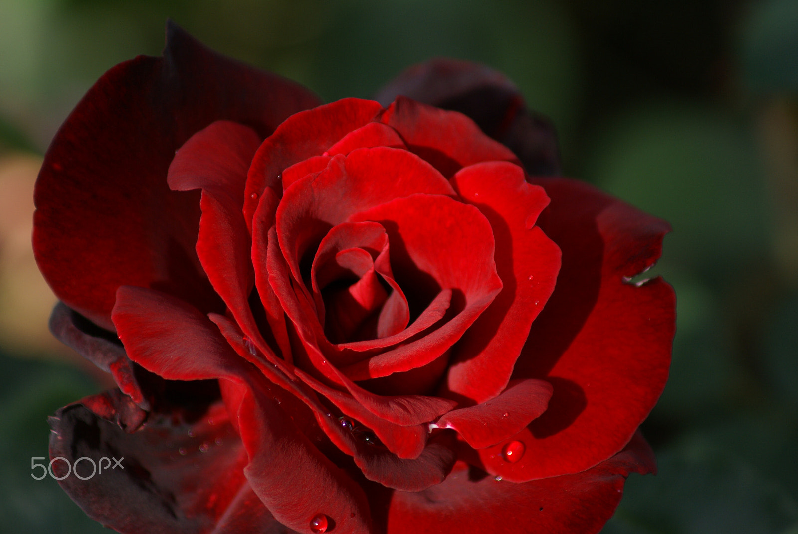 Sony Alpha DSLR-A100 sample photo. Rose photography