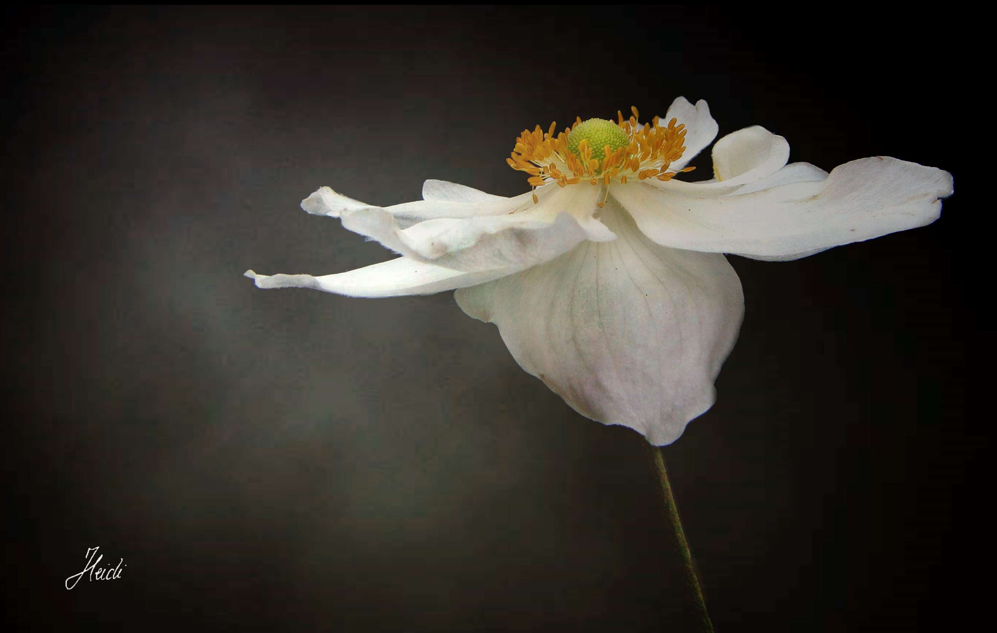 Sony DSC-T77 sample photo. ~ these feathery moments wings our heart and let levitate our soul ~ photography