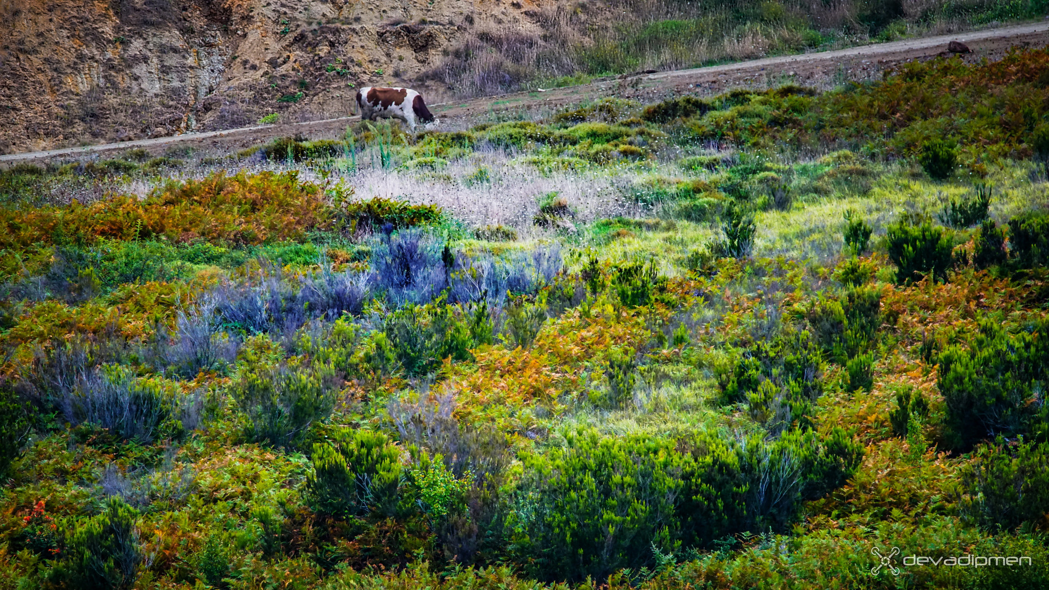 Sony a7R II + Tamron SP 150-600mm F5-6.3 Di VC USD sample photo. Dvmn2708160393 photography