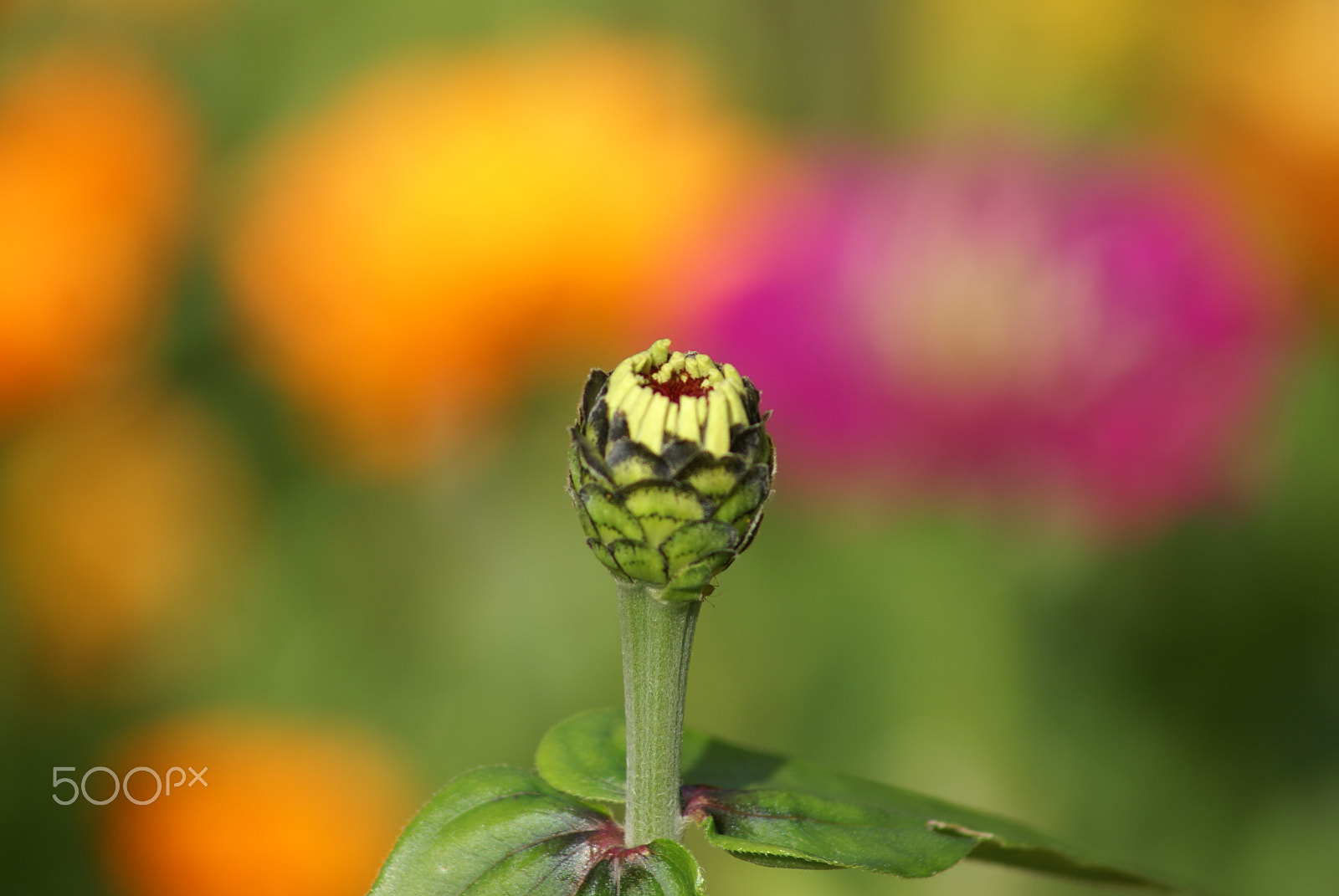 Sony 75-300mm F4.5-5.6 sample photo. Erupts blossomed photography