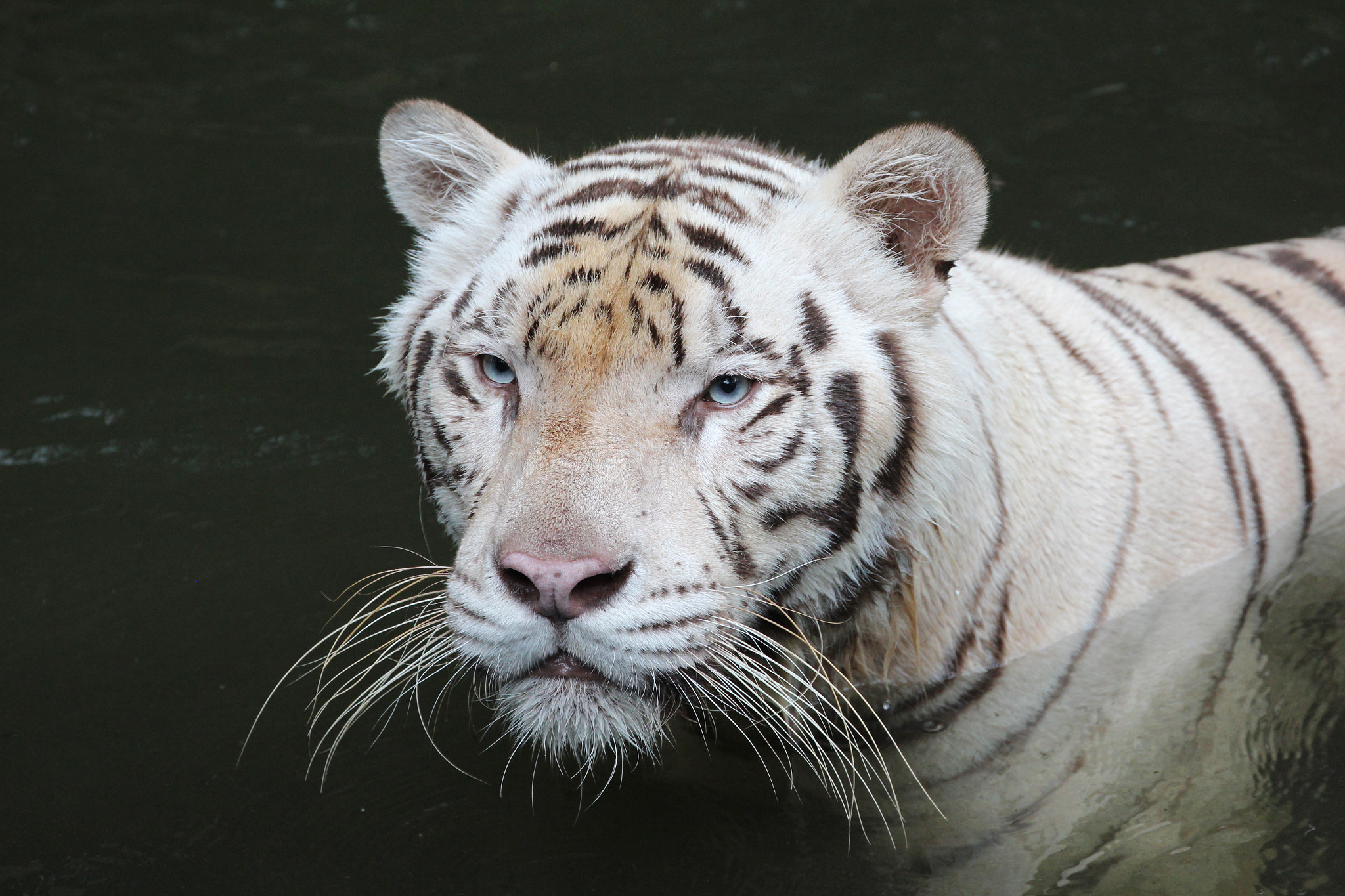 Canon EF 70-300mm F4-5.6L IS USM sample photo. White tiger photography