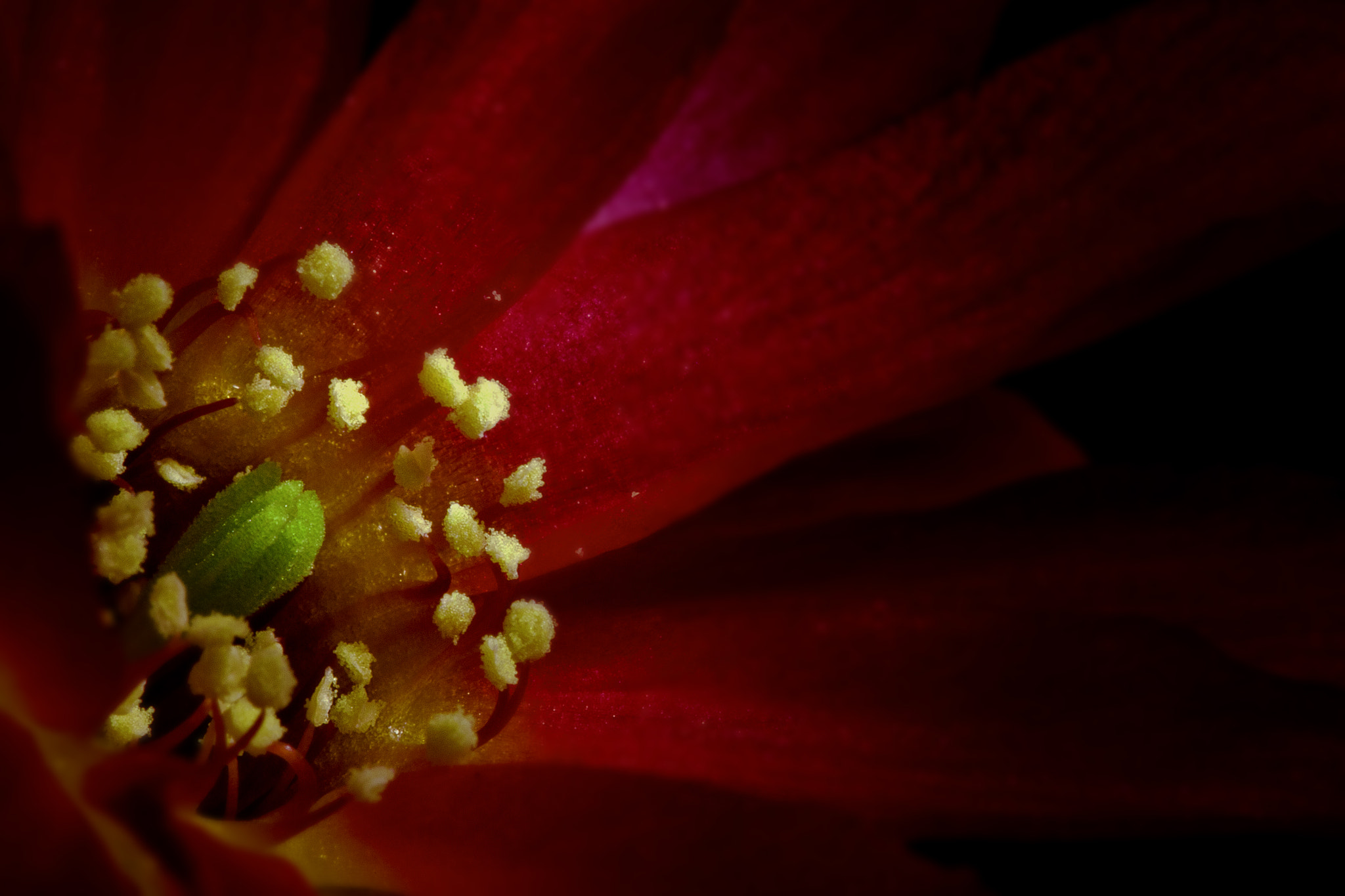 Sigma APO Macro 150mm f/2.8 EX DG HSM sample photo. Lowkey flower photography