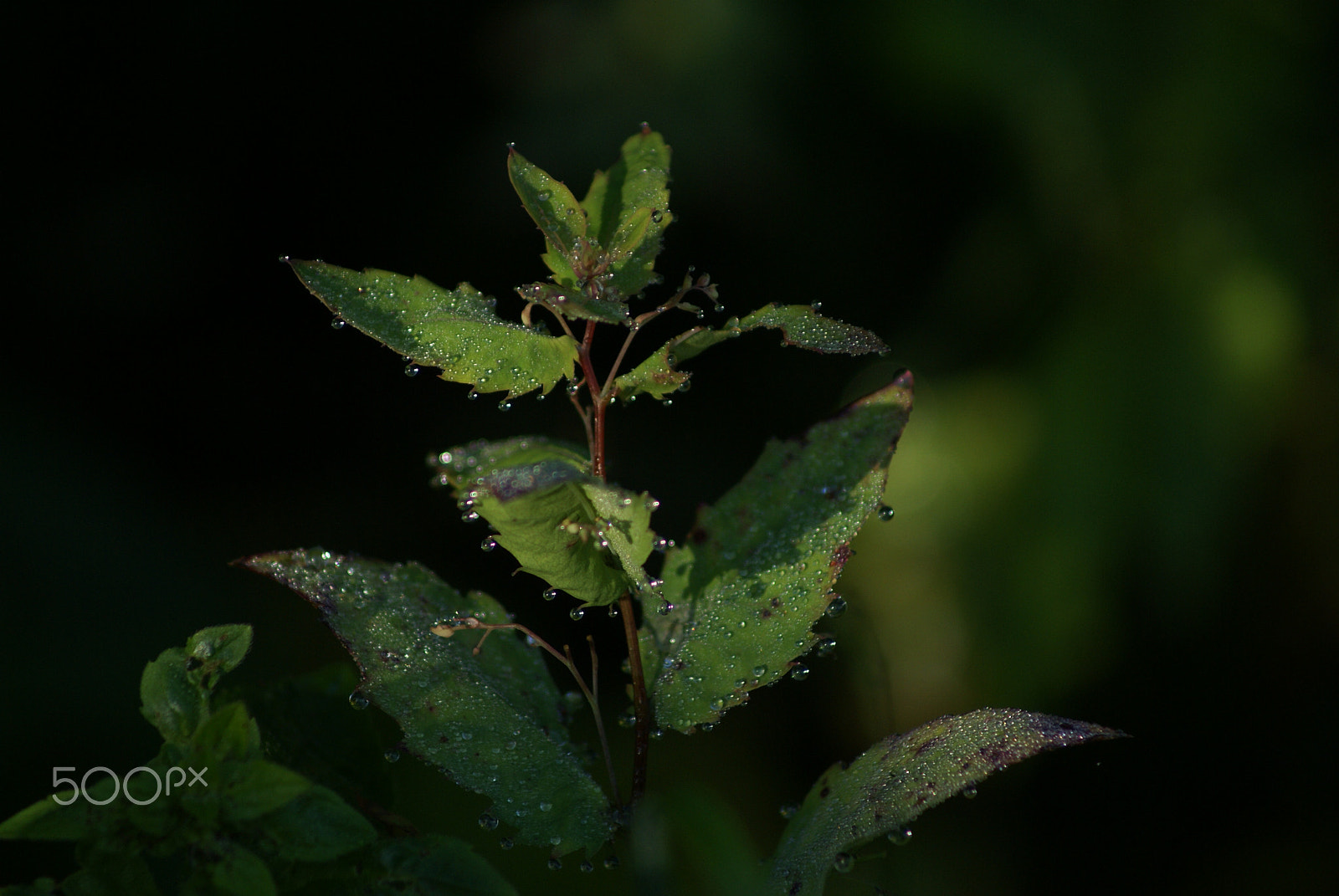 Sony 75-300mm F4.5-5.6 sample photo. Water droplets photography
