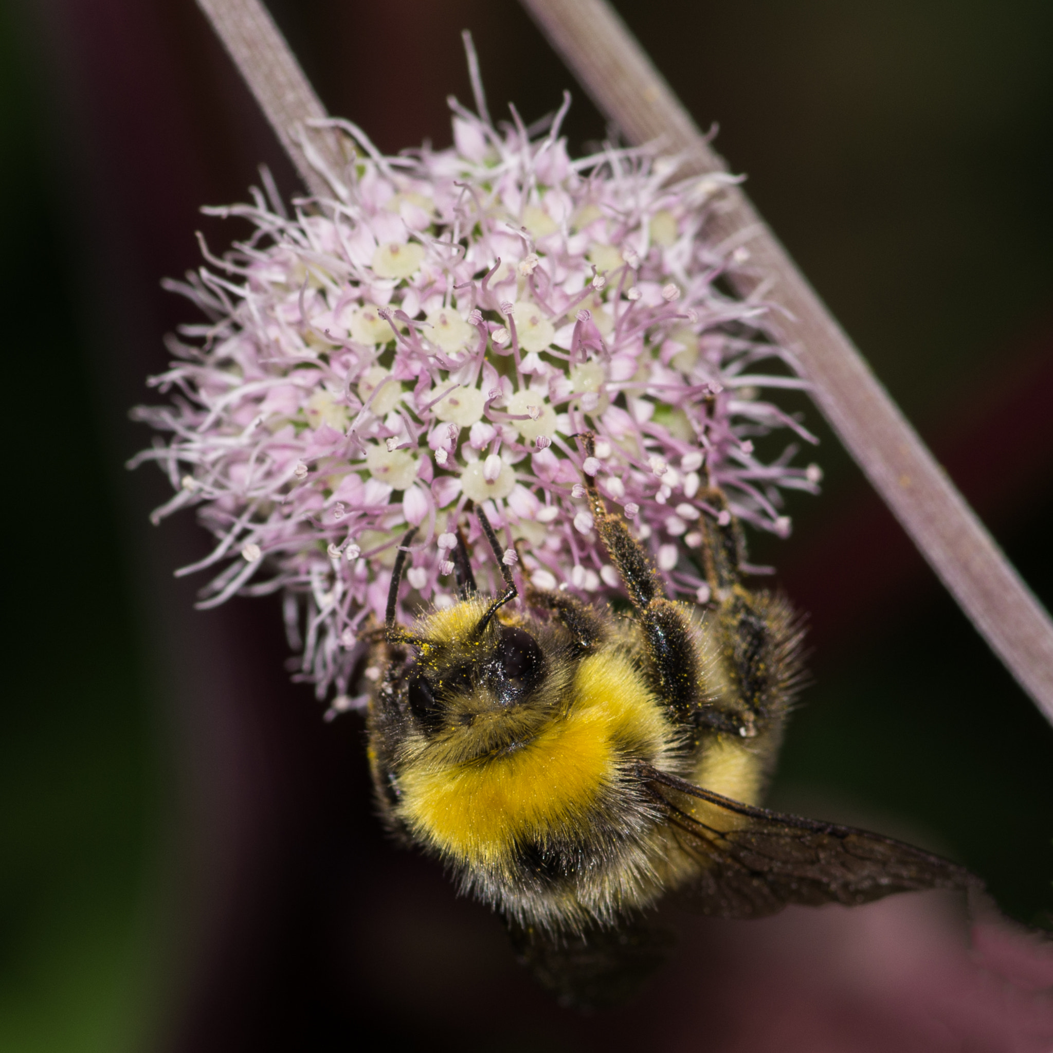Pentax smc D-FA 100mm F2.8 Macro WR sample photo. Bzzzz photography