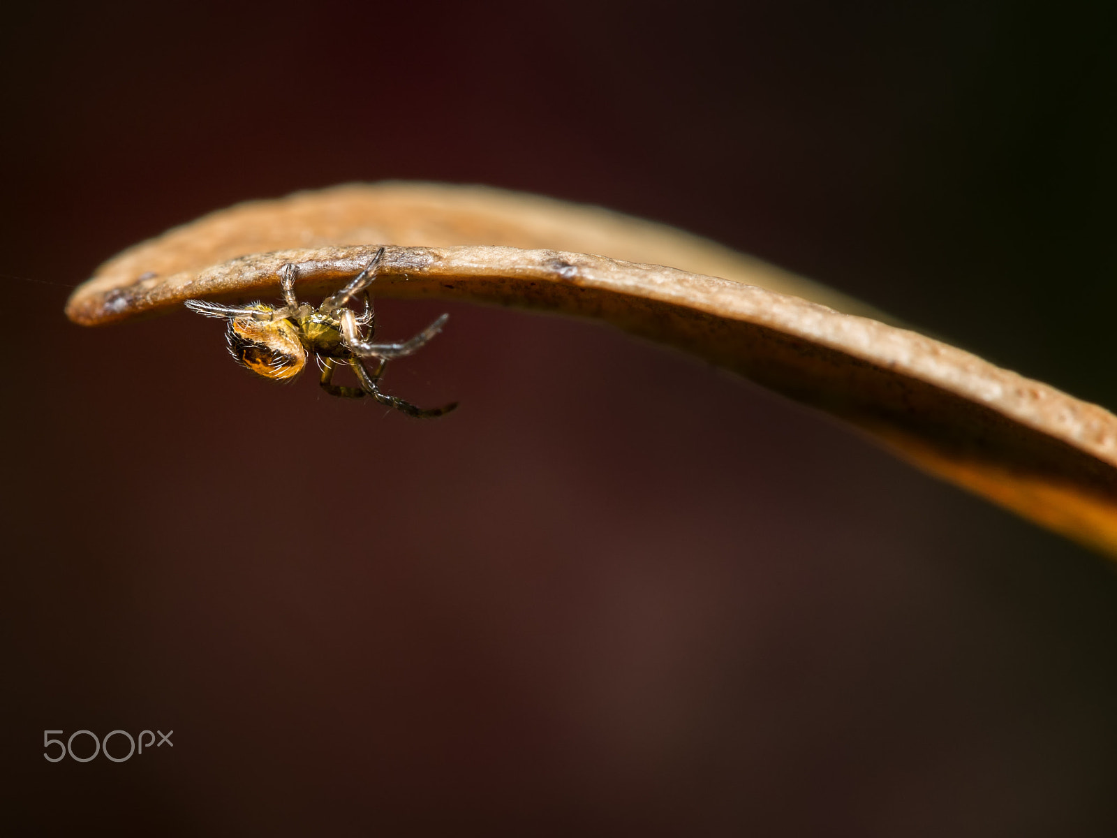 Panasonic Lumix DMC-GH3 sample photo. Spider hunting photography
