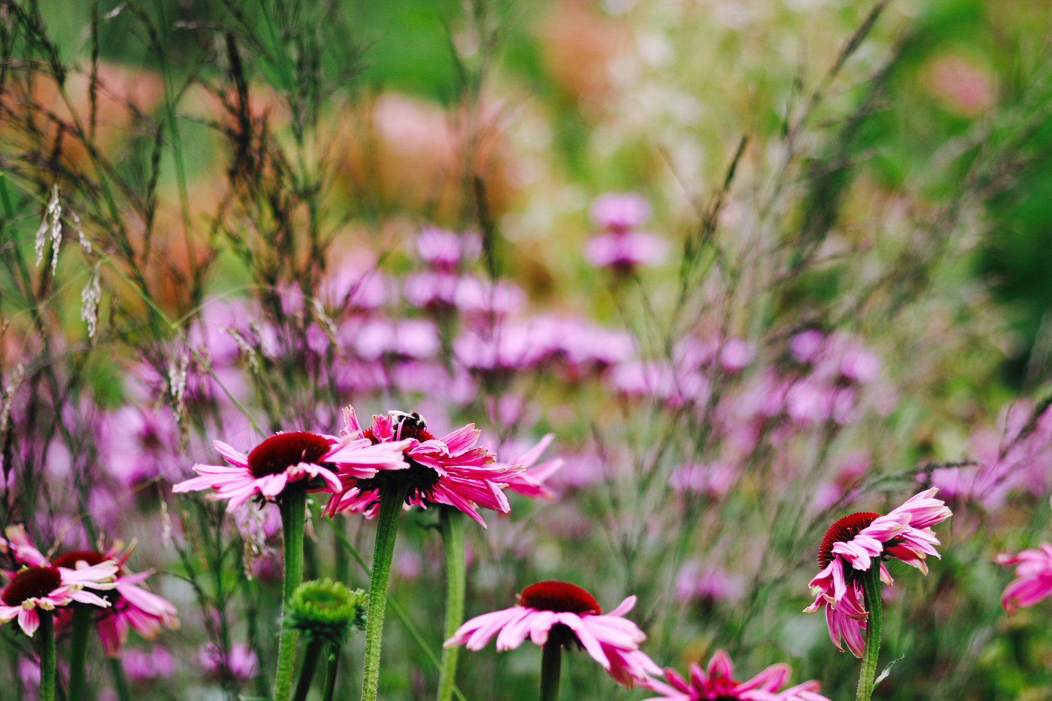 Canon EOS 70D + Sigma 105mm F2.8 EX DG Macro sample photo. Harmony in the colour spectrum photography