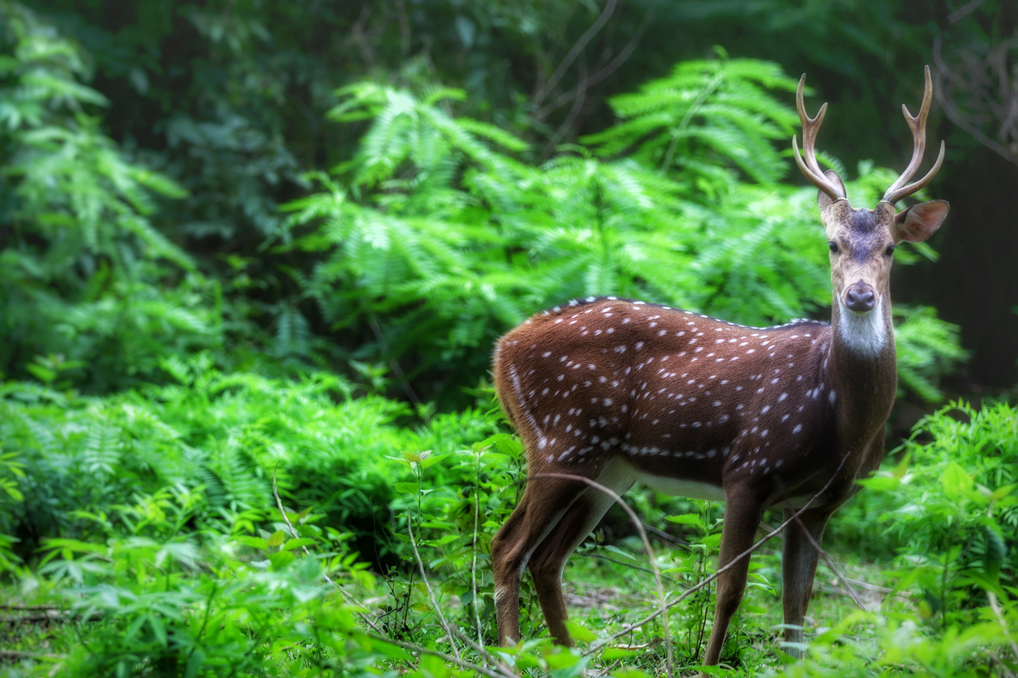 Canon EF 70-200mm F2.8L IS II USM sample photo. The earth belongs to us too photography