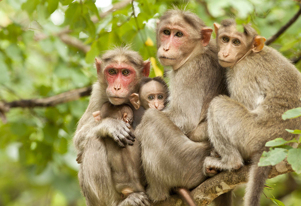 Common Indian Monkey by Bhaskar Agastya / 500px