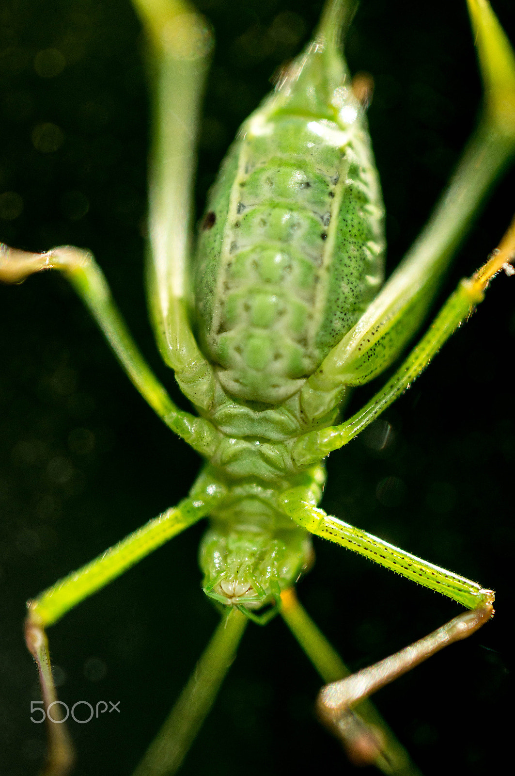 Sony SLT-A55 (SLT-A55V) + MACRO 50mm F2.8 sample photo. The bug at the window photography