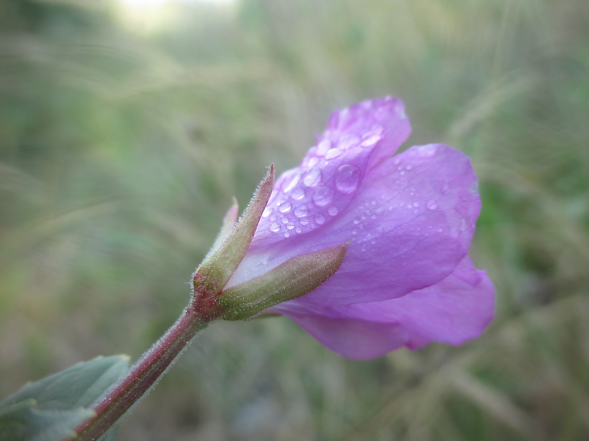 Canon PowerShot ELPH 140 IS (IXUS 150 / IXY 130) sample photo. Great willowherb bud photography