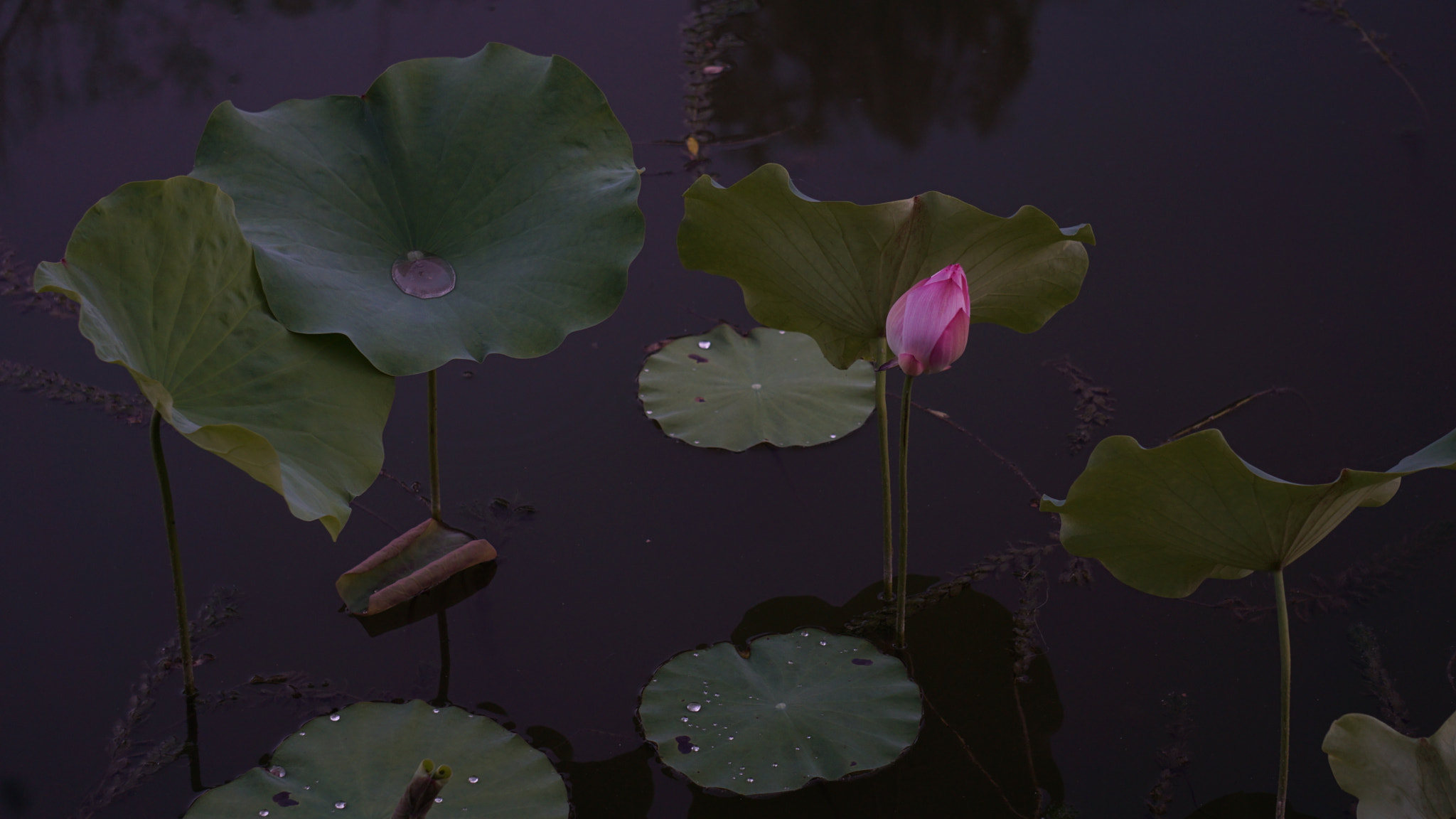 Sony FE 24-240mm F3.5-6.3 OSS sample photo. 圆明园里的荷花 photography