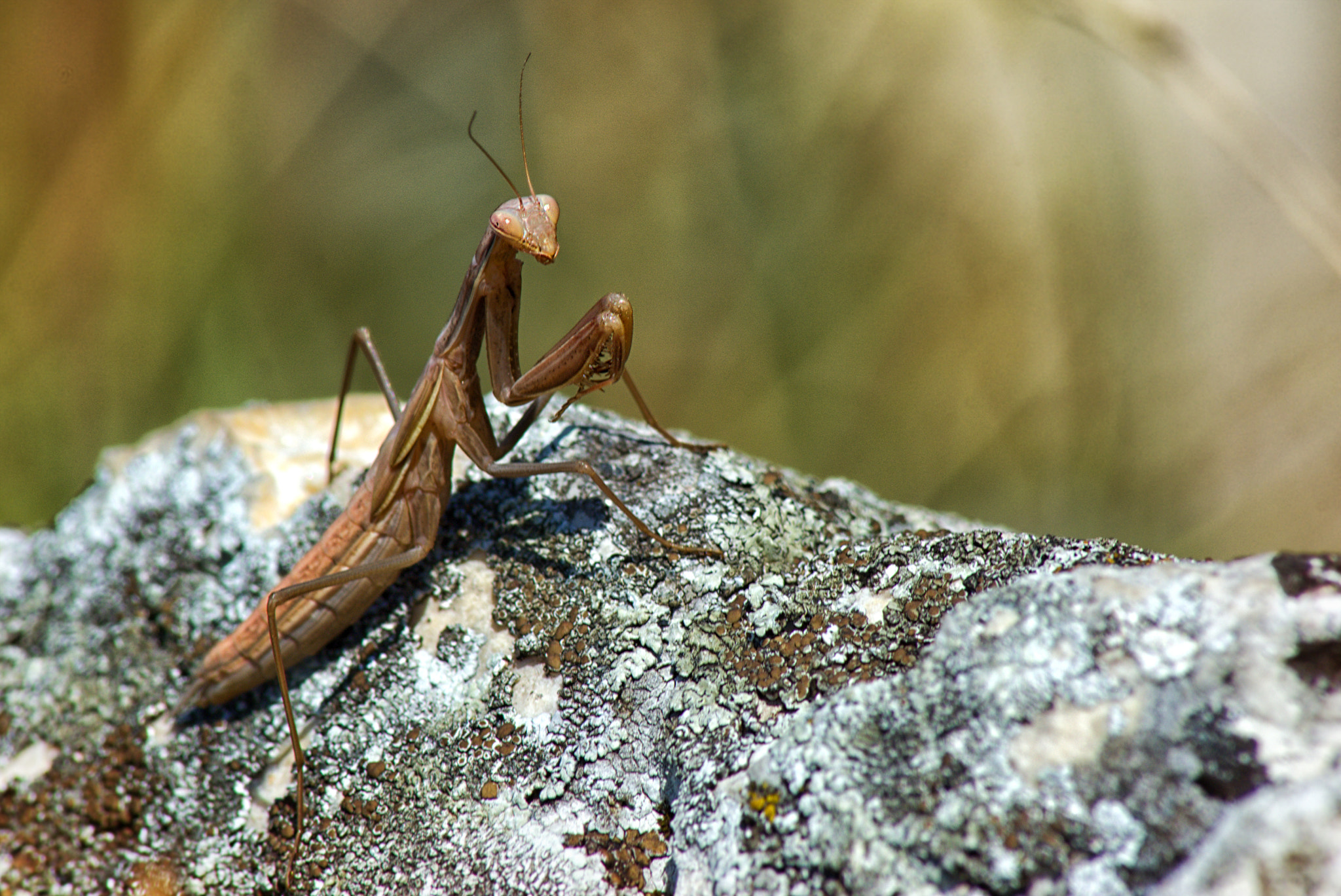 70.00 - 300.00 mm f/4.0 - 5.6 sample photo. Mantis religiosa photography